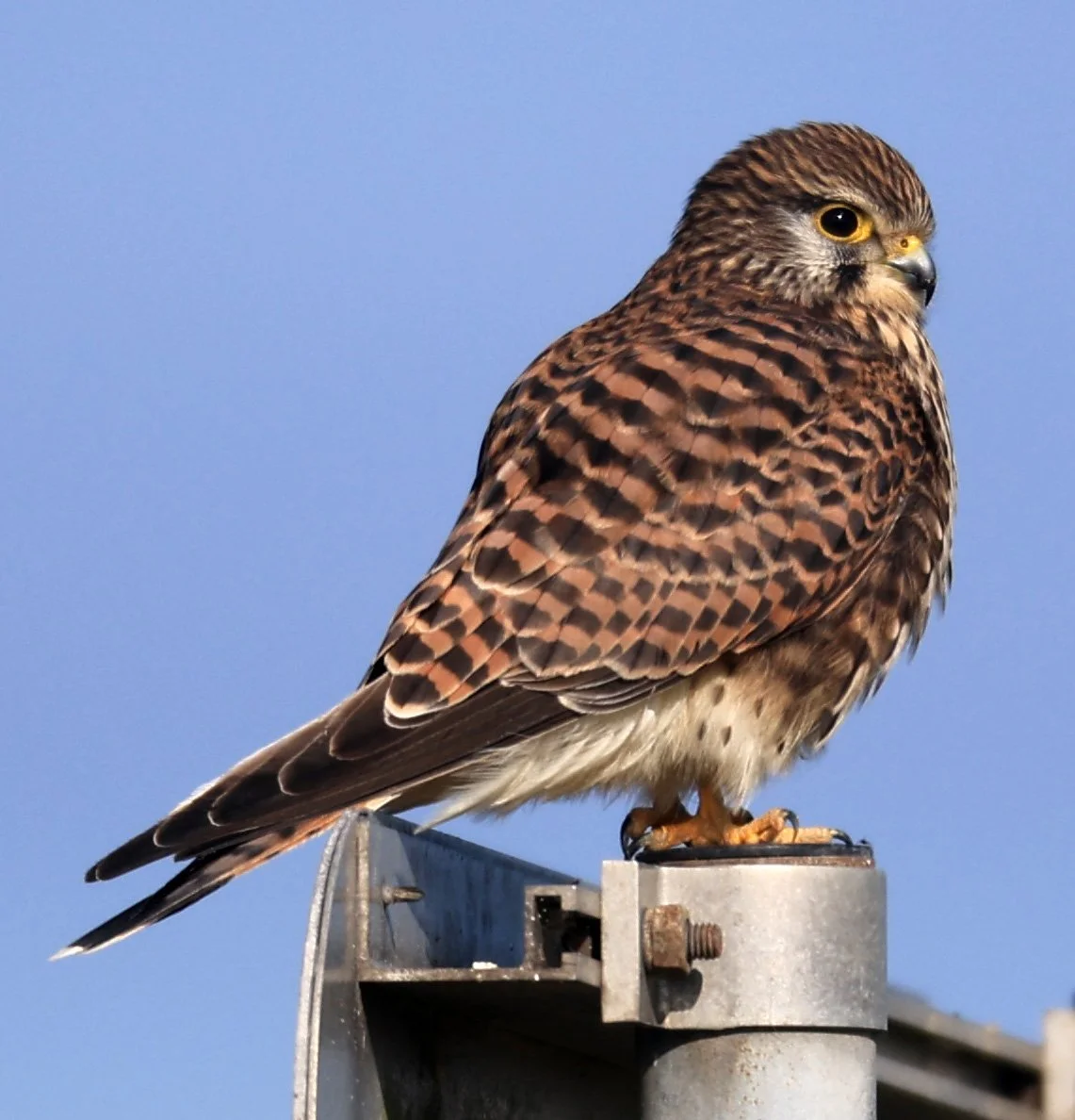 Eurasian or Common Kestrel (Falco tinnunculus) Izumi Crane Center and Fields Izumi Kagoshima Japan 