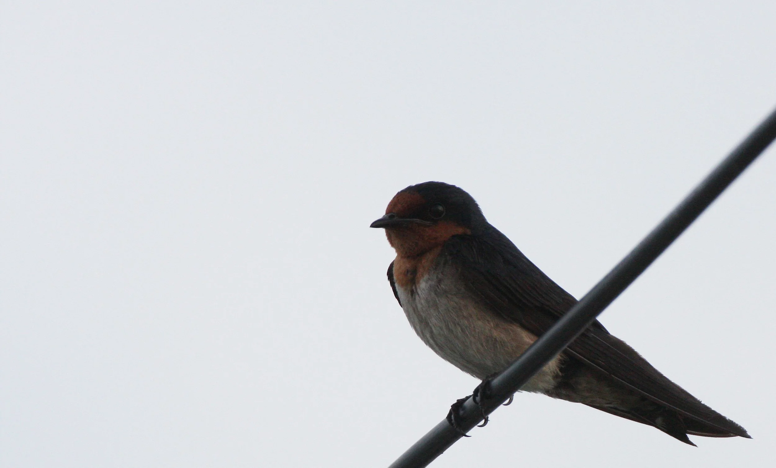 Pacific Swallow (Hirundo tahitica) Pak Nakhon Thailand (5).JPG