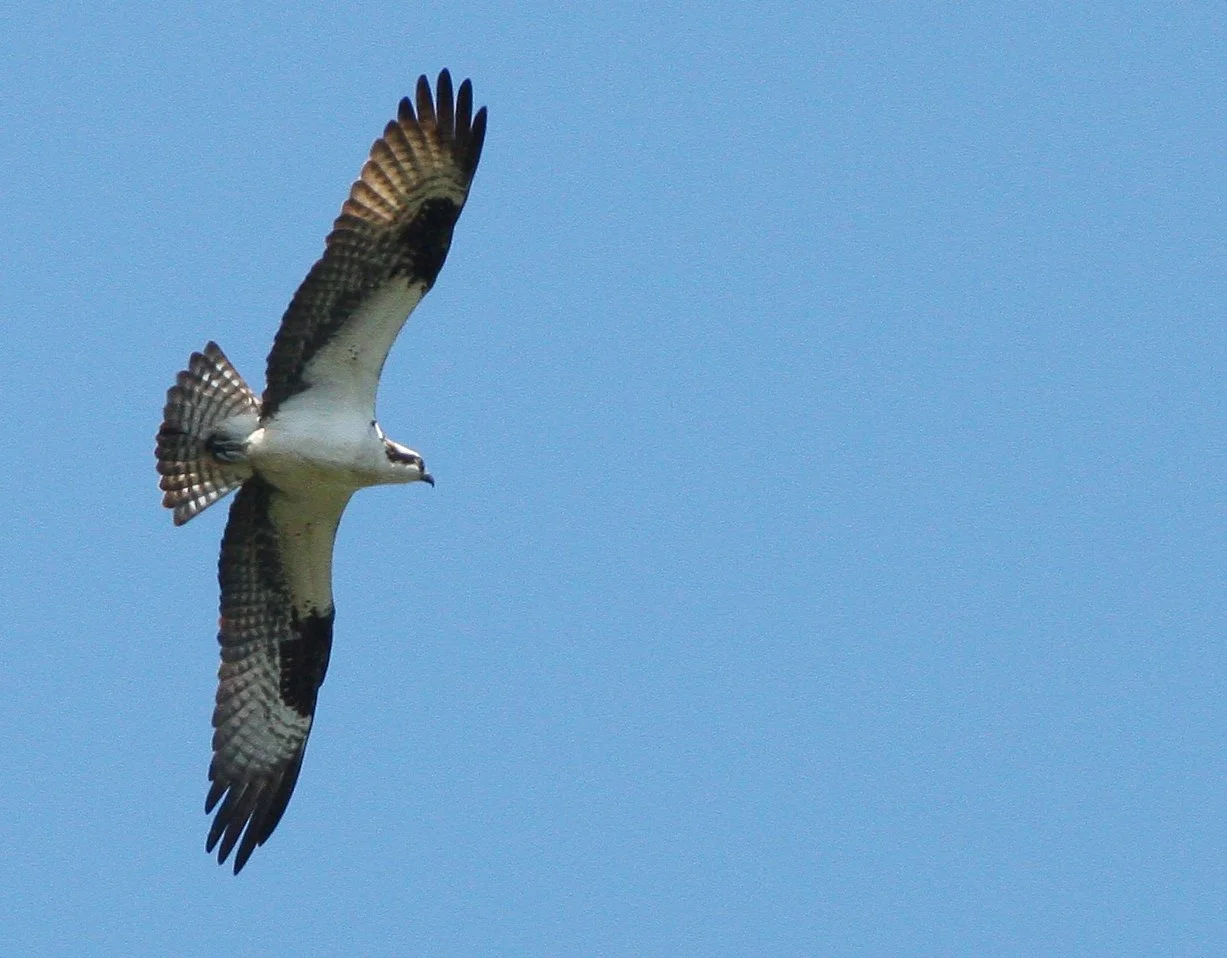 Pandion haliaetus - OSPREY - RIDGEFIELD NWR WA (14).JPG