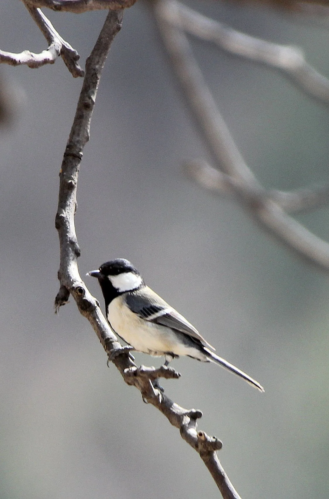 Genus Parus Tits — Coke Smith Wildlife