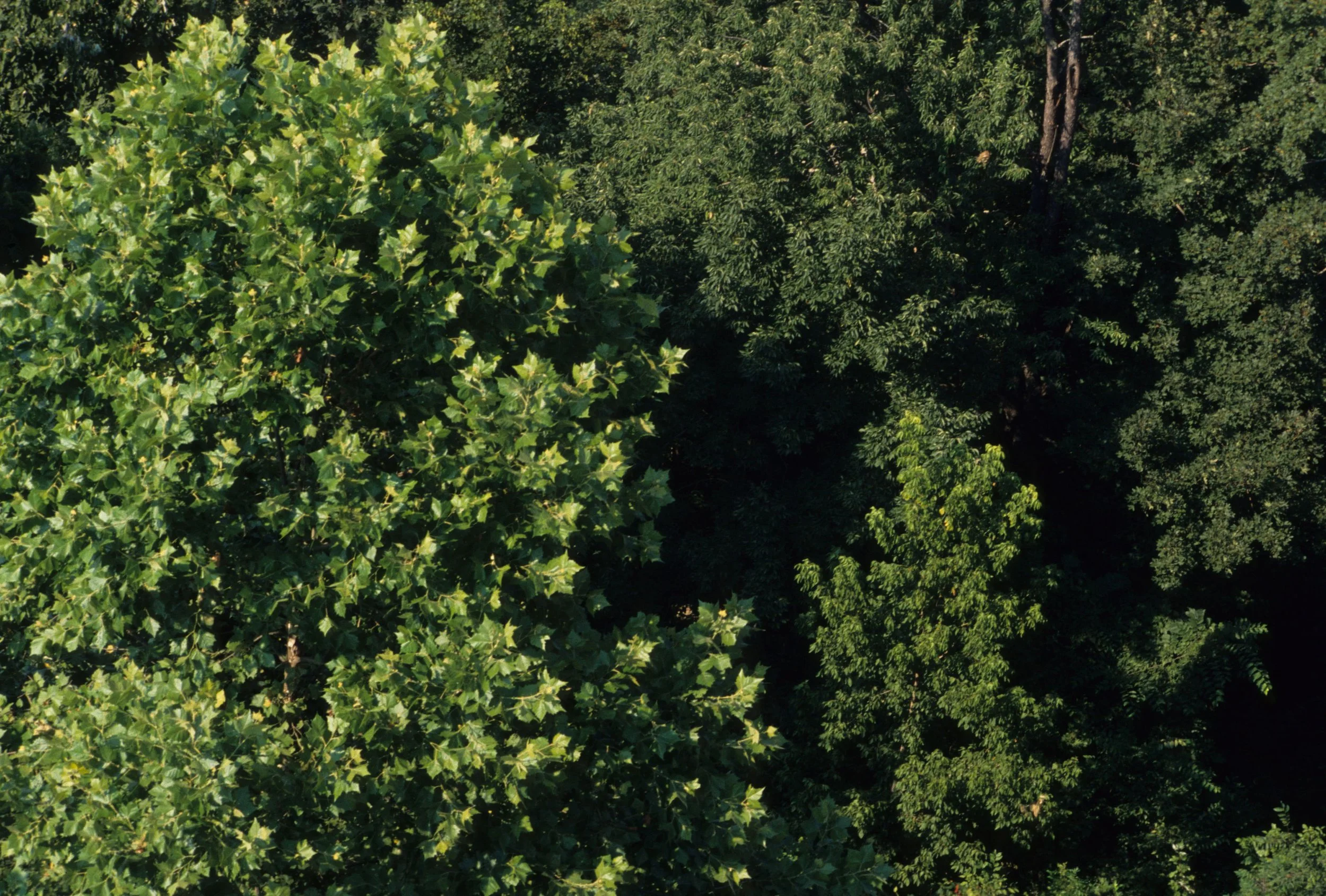 ARKANSAS - HARDWOOD FOREST COMMUNITY A.jpg