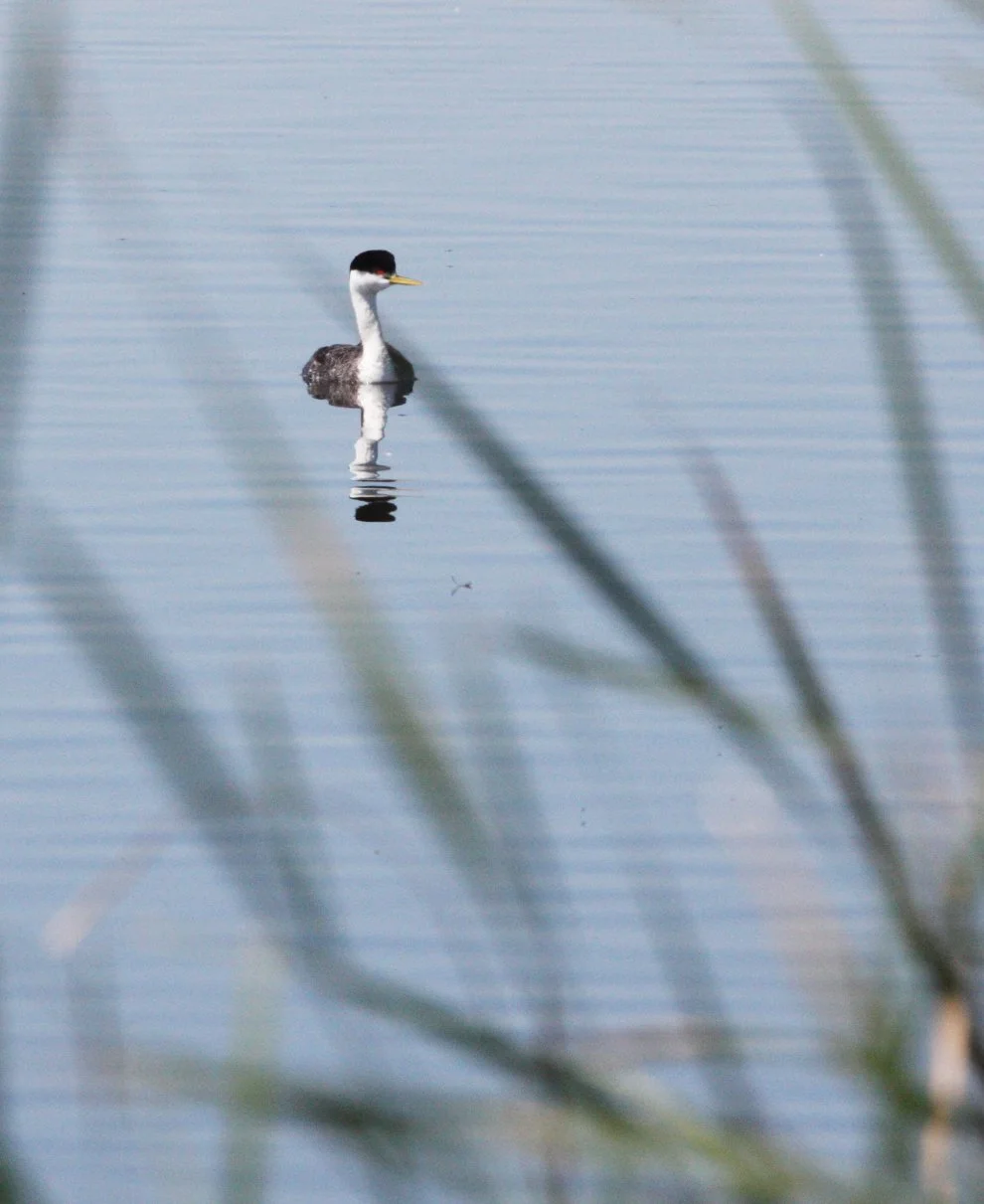 Western Grebe (Aechmophorus occidentalis) Kern NWR California (4).JPG