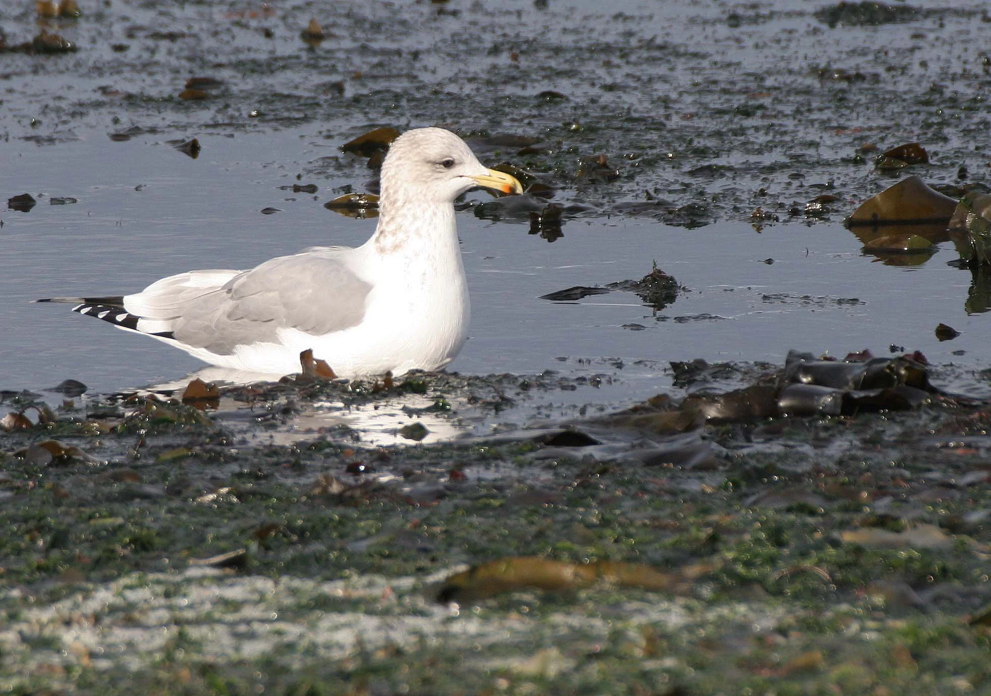 BIRD - GULL - CALIFORNIA - THREE CRABS.jpg