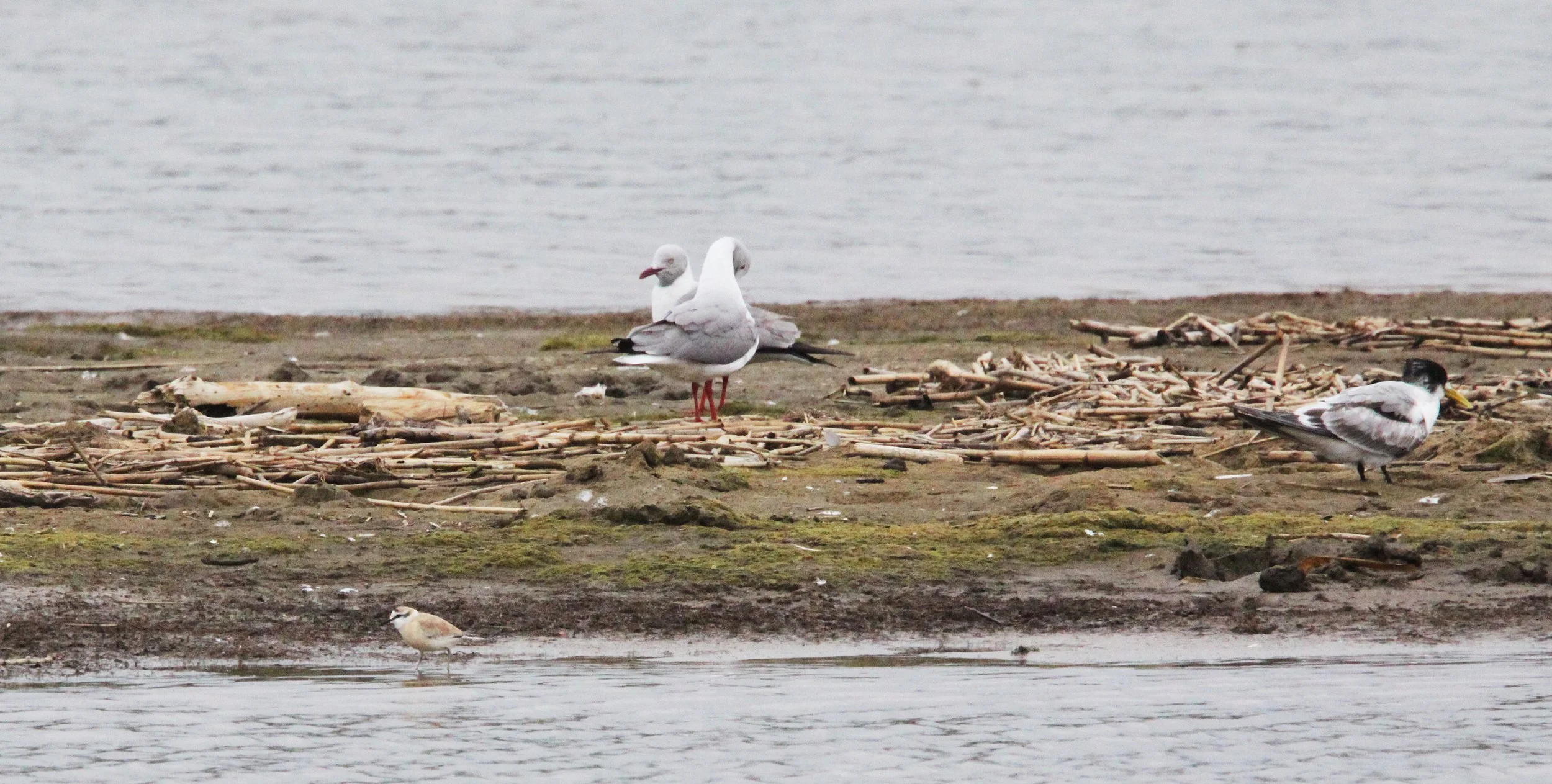 BIRD - GULL - GREY-HEADED GULL - WITH SWIFT TERN AND WATER THICK-KNEE - SAINT LUCIA NATURE RESERVES SOUTH AFRICA (2).JPG