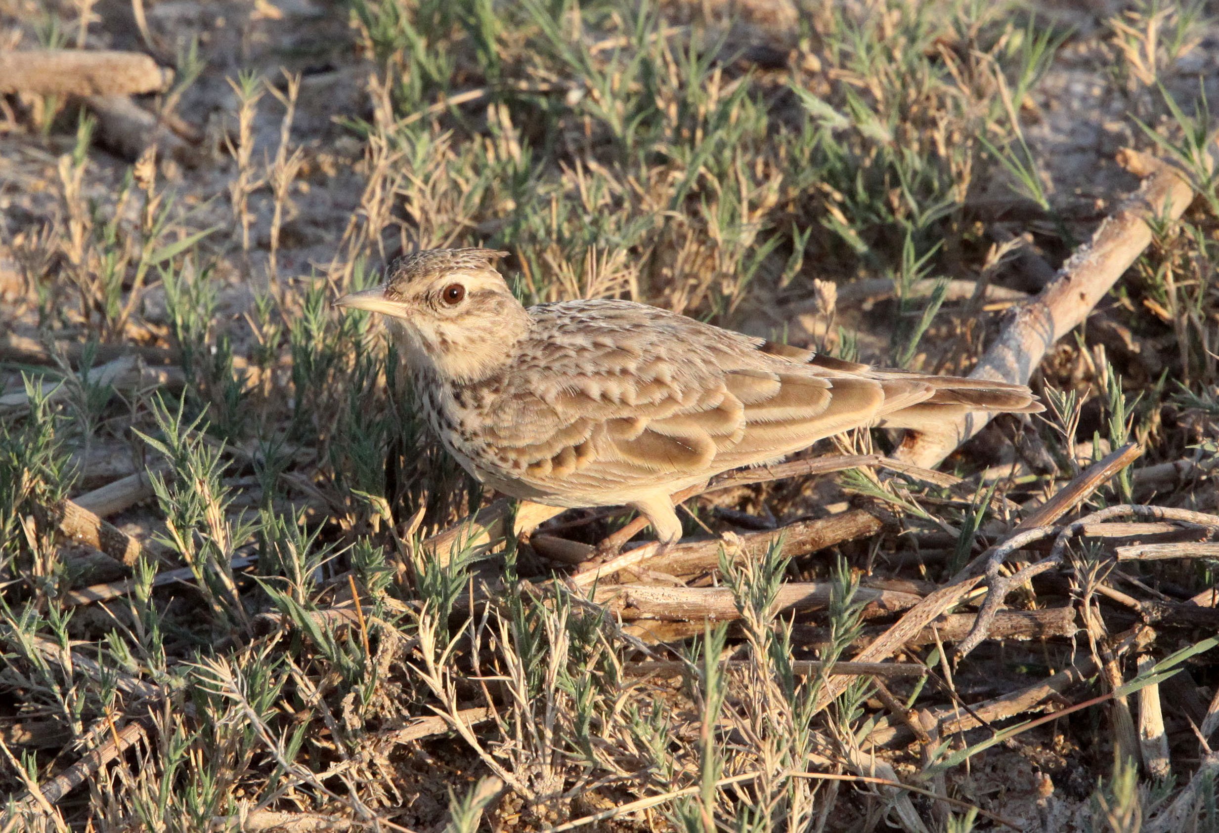 Crested Lark (Galerida cristata) Little Rann of Kutch Gujarat India (3).JPG