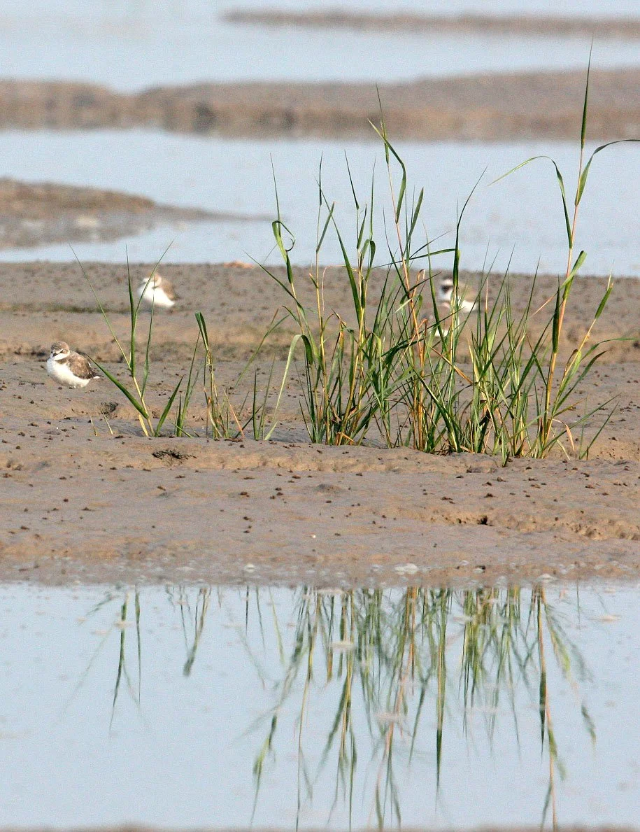 BIRD - PLOVER - KENTISH PLOVER -  NANKOU, RUDONG, CHINA (4).JPG