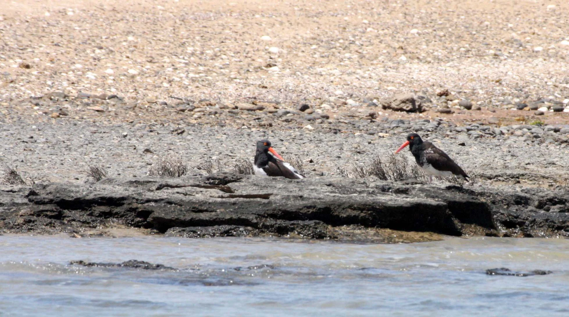 American Oystercatcher (Haematopus palliatus) San Ignacio Lagoon Baja Mexico (2).JPG