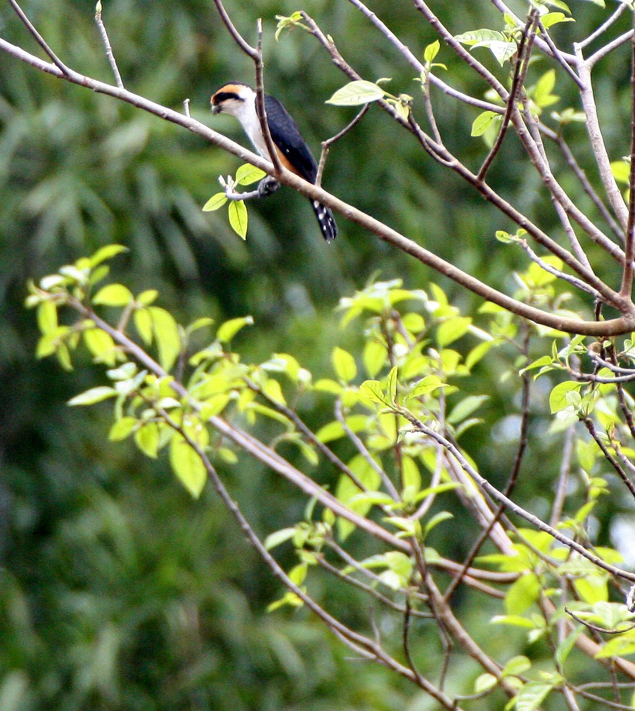 Microhierax caerulescens - COLLARED FALCONET - HUAI KHA KHAENG THAILAND (12).JPG