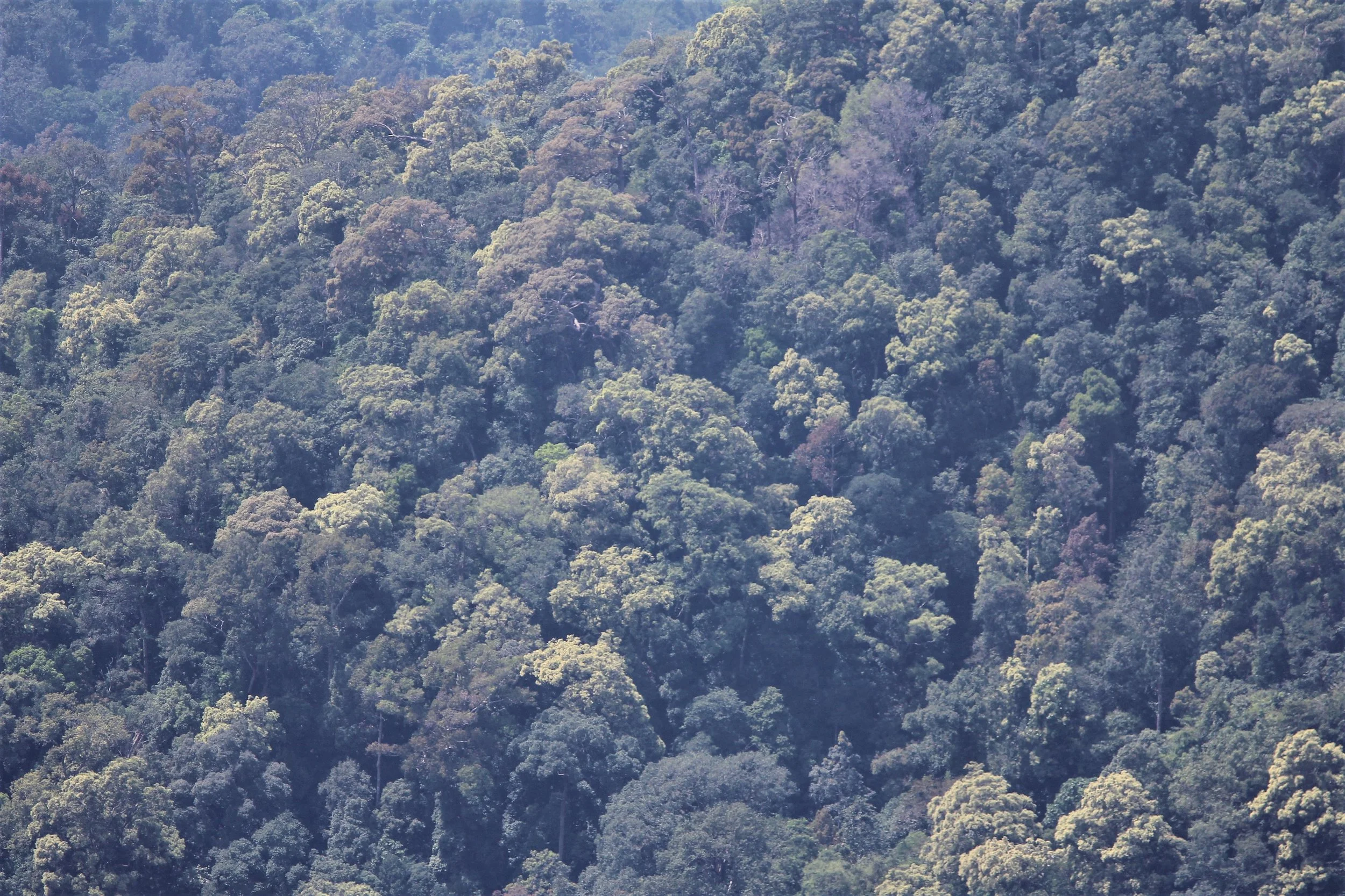 Dry Everygreen Forest or Dry Deciduous Forest of Mae Wong NP
