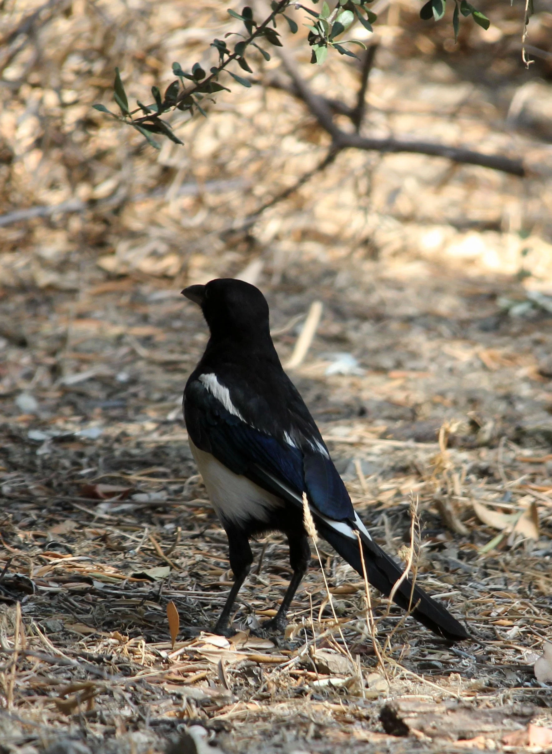 ATHENS GREECE - JUNE 2013 (146).JPG