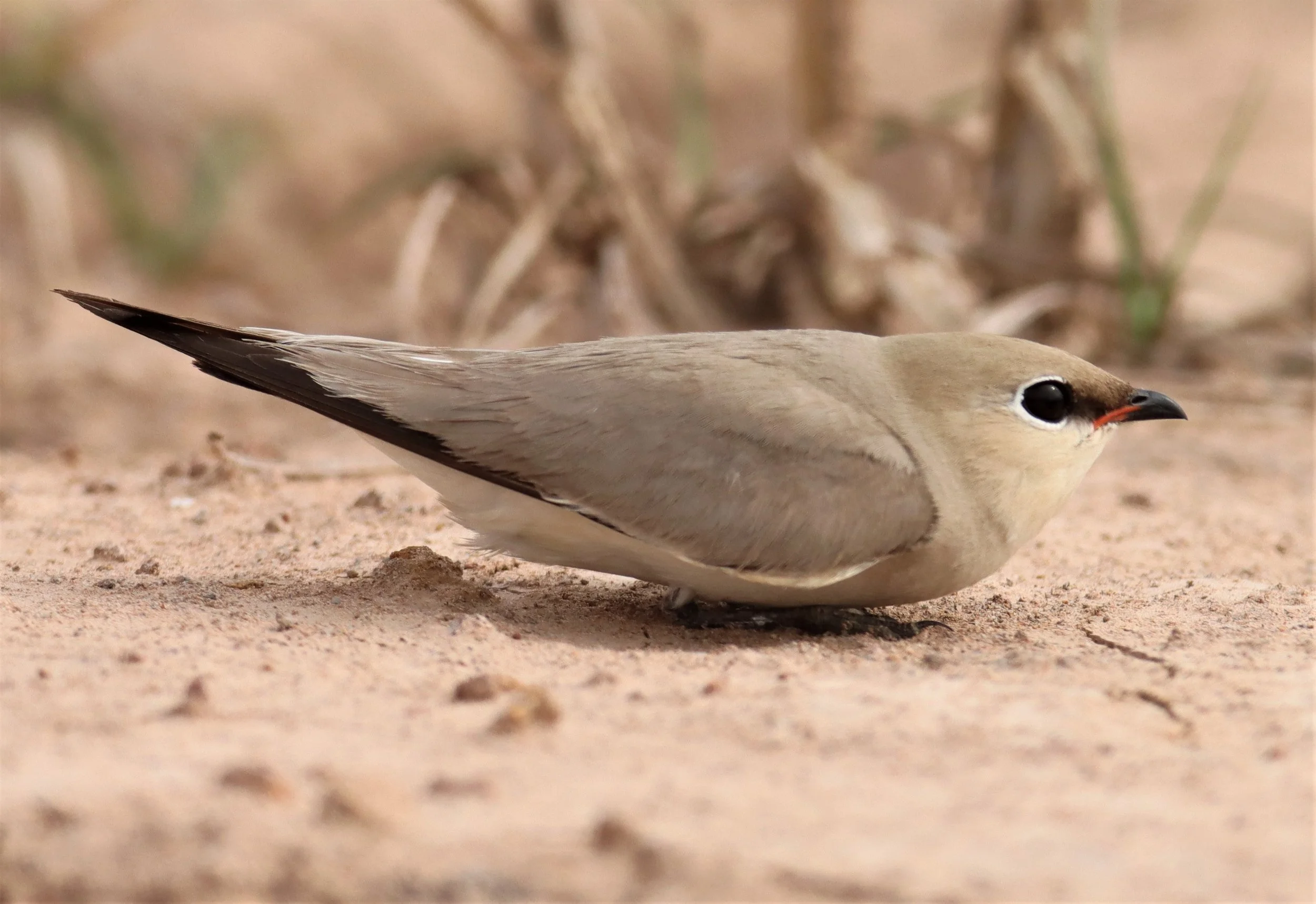 PRATINCOLE - SMALL PRATINCOLE - Glareola lactea - KABIN BURI WETLANDS 15KM OUT ON 304 (196).jpg