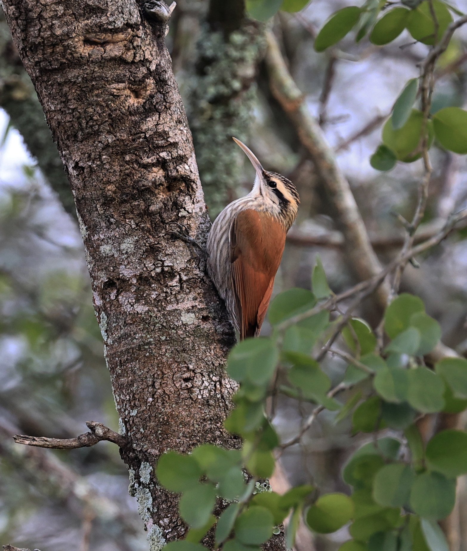 Narrow-billed Woodcreeper (Lepidocolaptes angustirostris) Aurora Chaquena Reserve, Neuland Mennonite Colony Paraguay (3).jpg