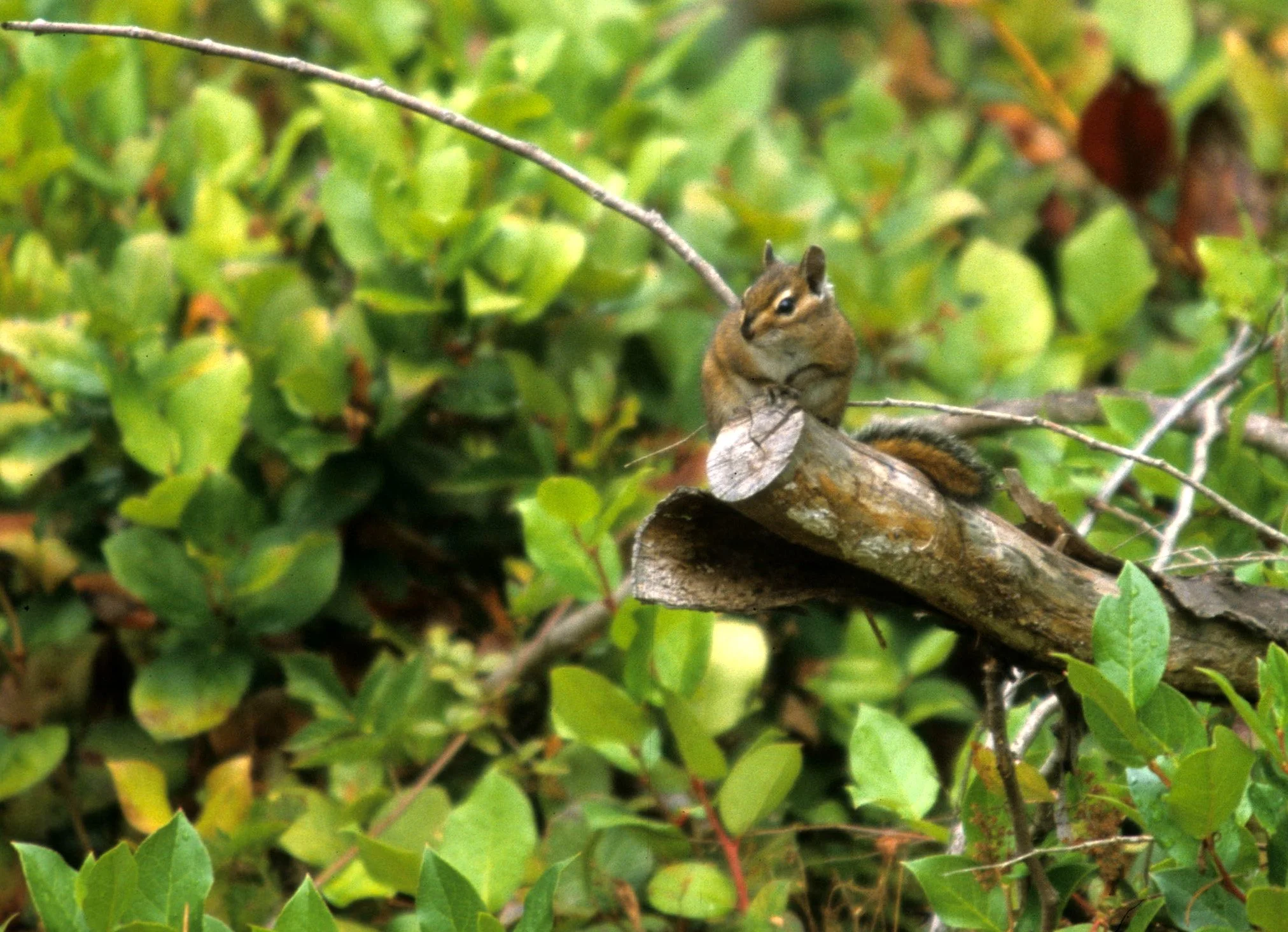 RODENTIA - CHIPMUNK - TOWNSENDS - LAKE FARM B.jpg