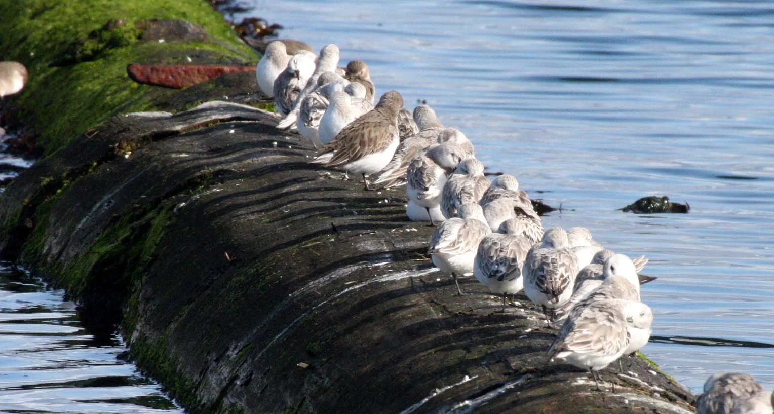BIRD - SANDERLINGS WITH DUNLINS - PORT ANGELES HARBOR WA.JPG