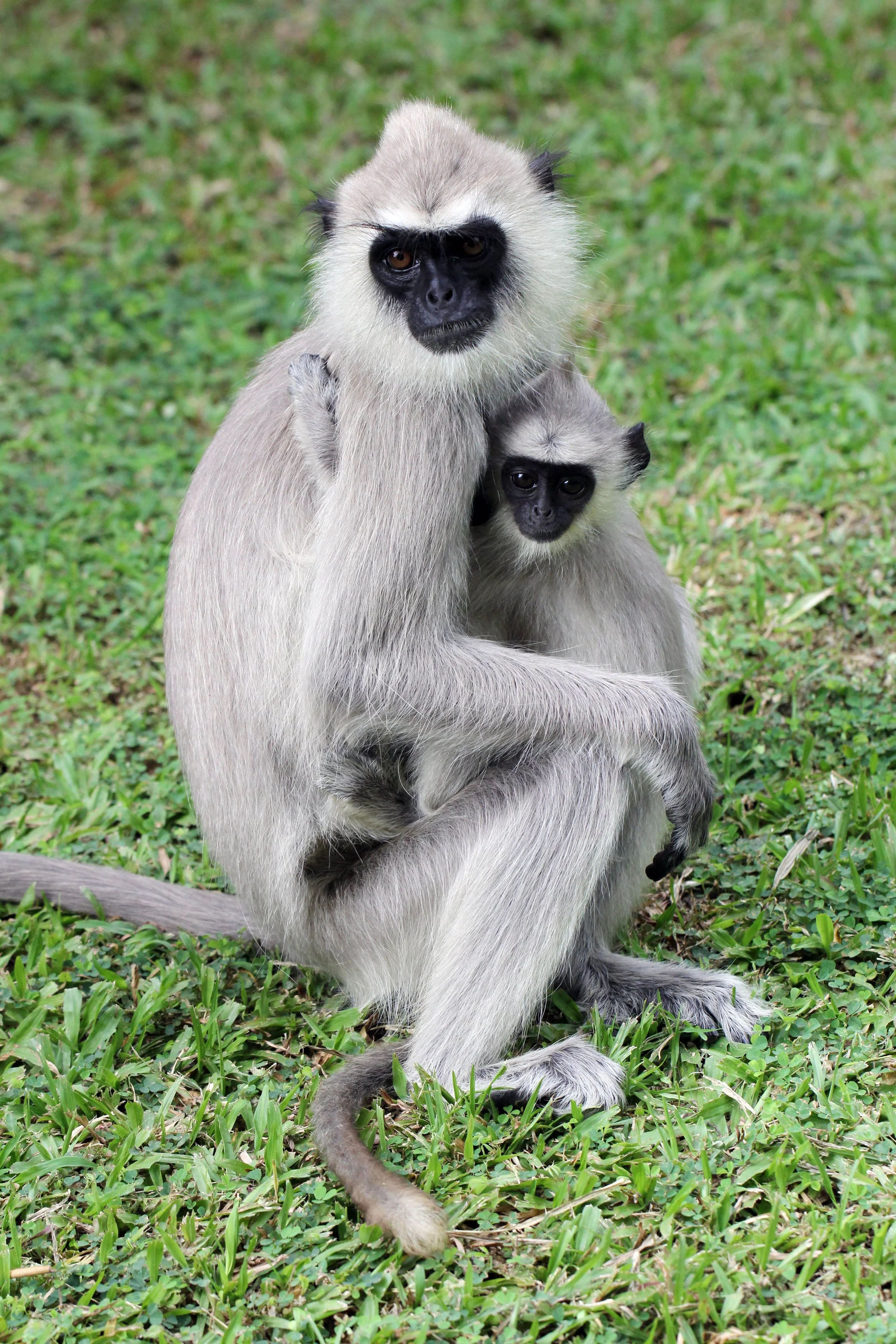 CERCOPITHECIDAE - Semnopithecus priam thersites - SRI LANKAN GRAY (TUFTED) LANGUR - SRIGIRIYA FOREST AND FORTRESS AREA SRI LANKA (19).JPG