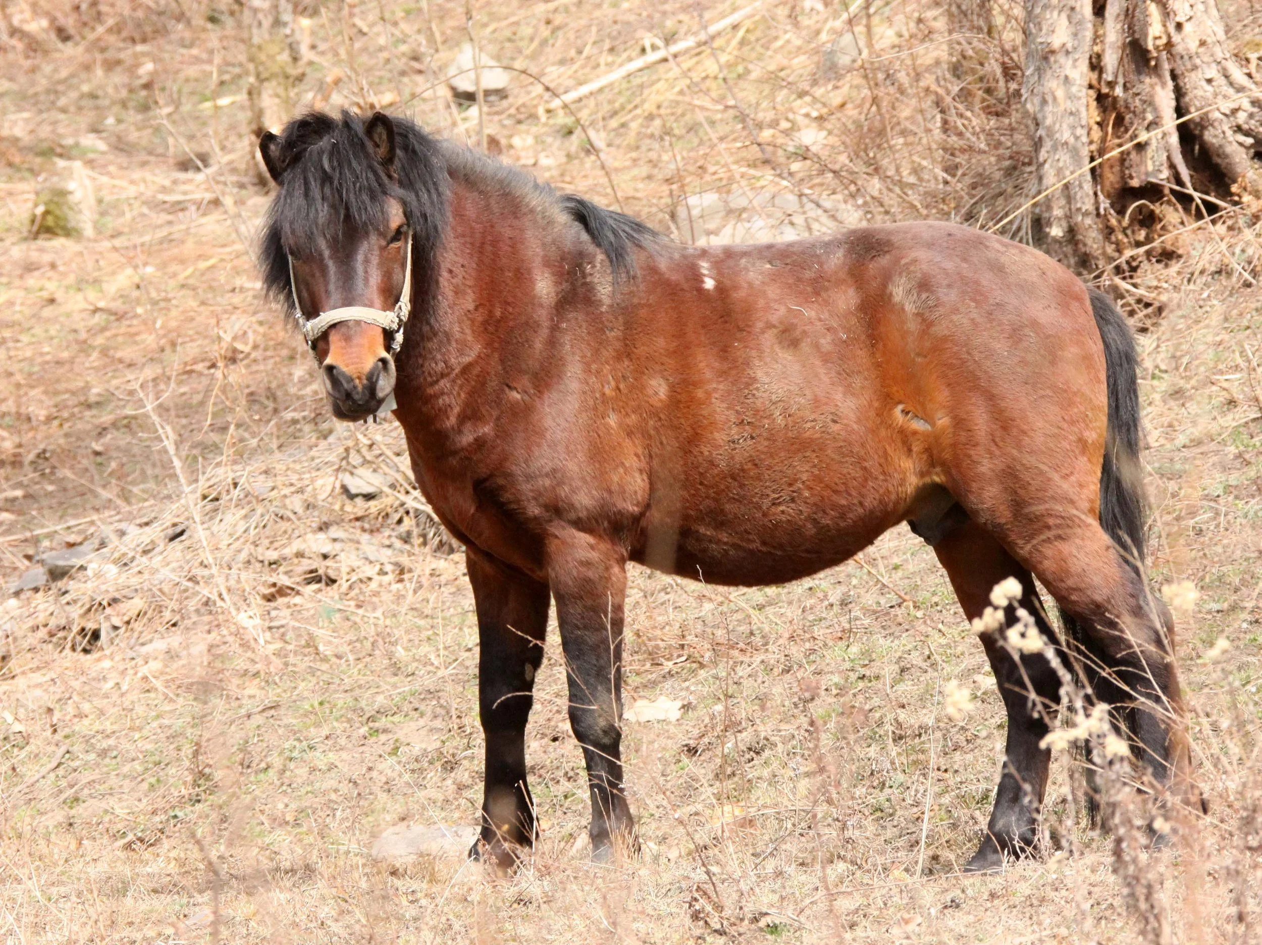 FOPING NATURE RESERVE - SHAANXI PROVINCE CHINA (234).JPG