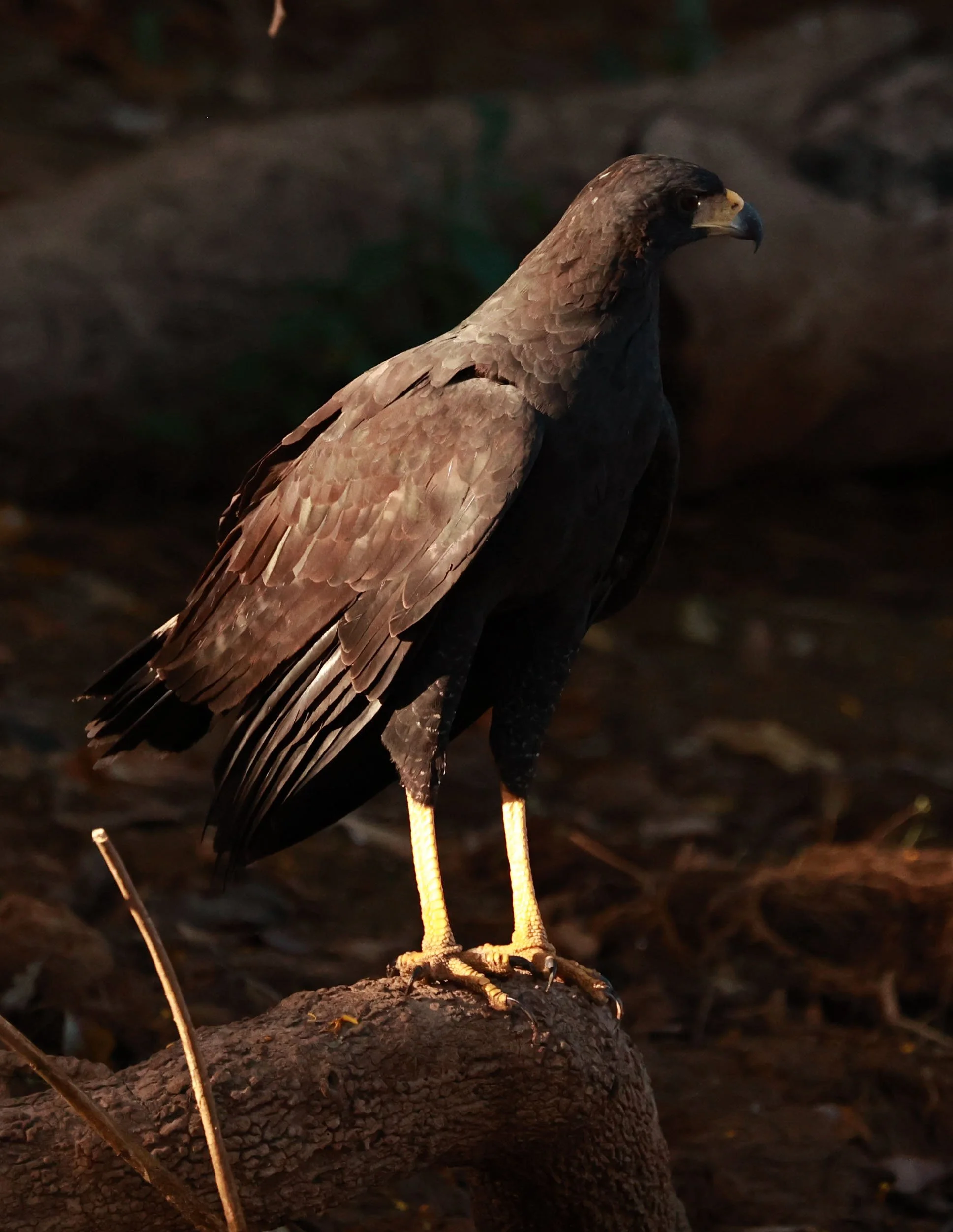 Hawk - Great Black Hawk - Buteogallus urubitinga - Pantanal, Encontro das Águas State Park, Porto Jofre, Cuiaba River, Brazil (43).jpg