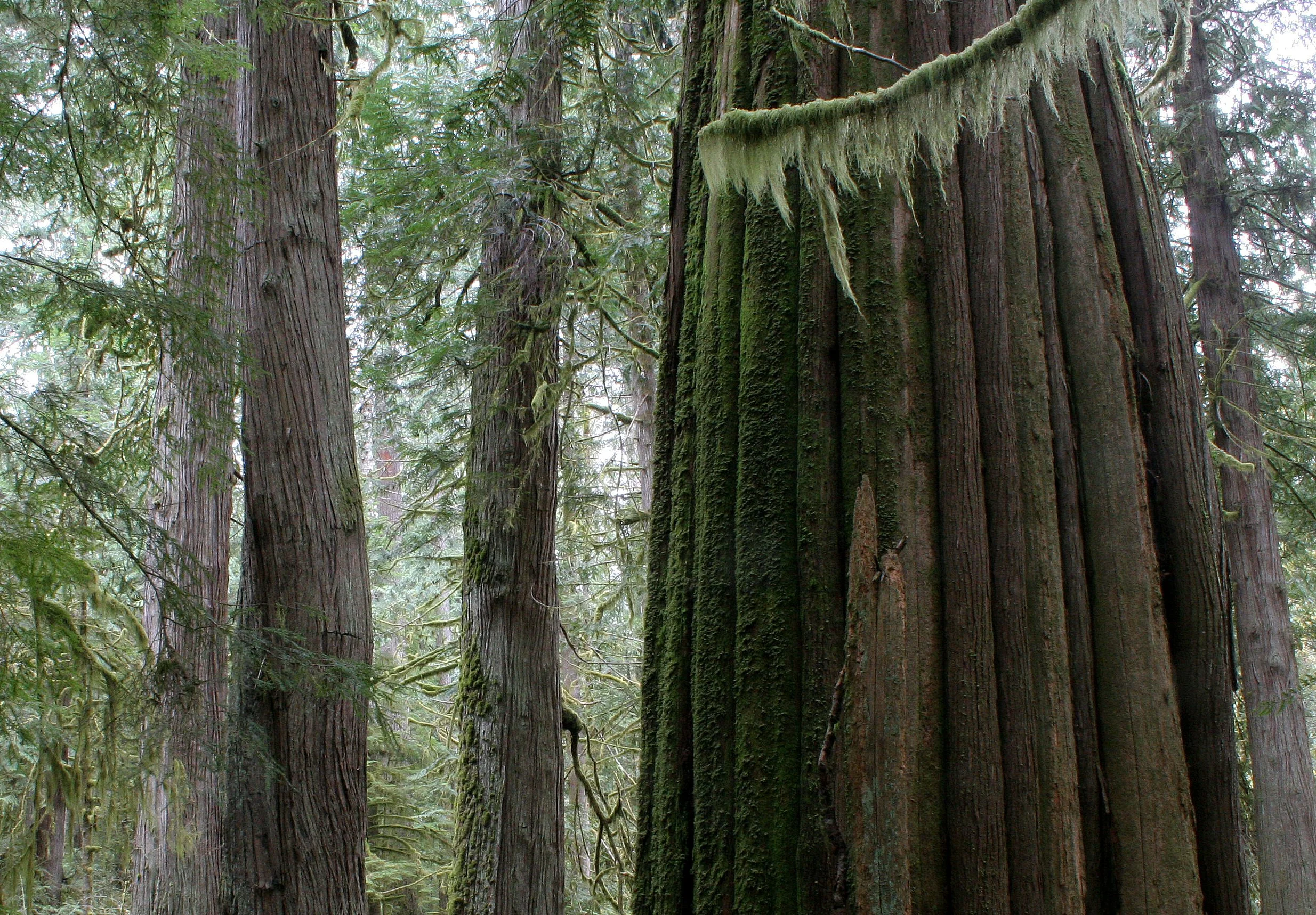 BARNES CREEK AND SURROUNDING FOREST (3).JPG