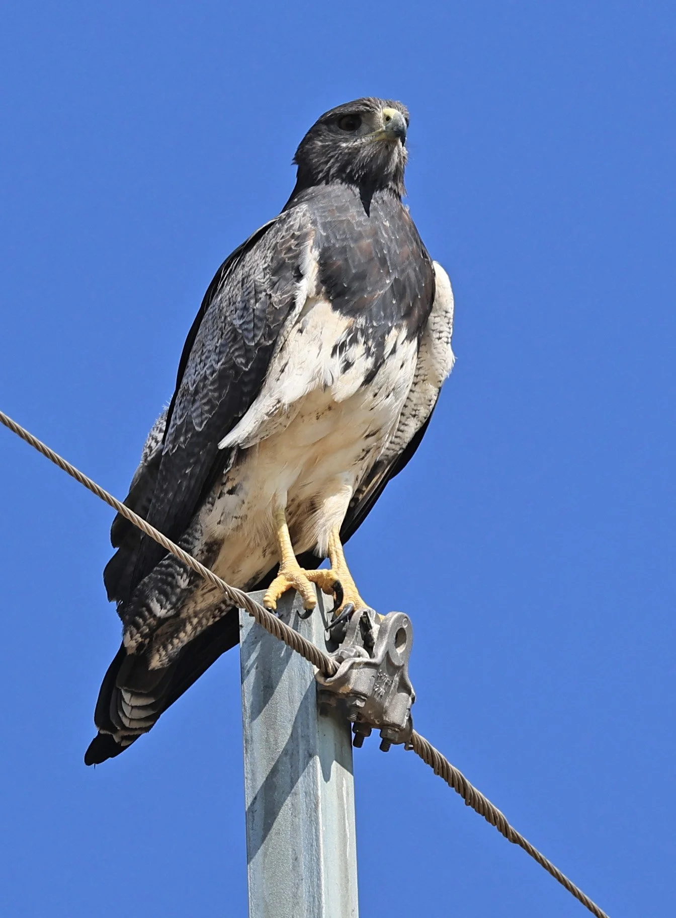 Black-chested buzzard-eagle (Geranoaetus melanoleucus) Chaco Lodge & Laguna Salada Paraguay (9).jpg