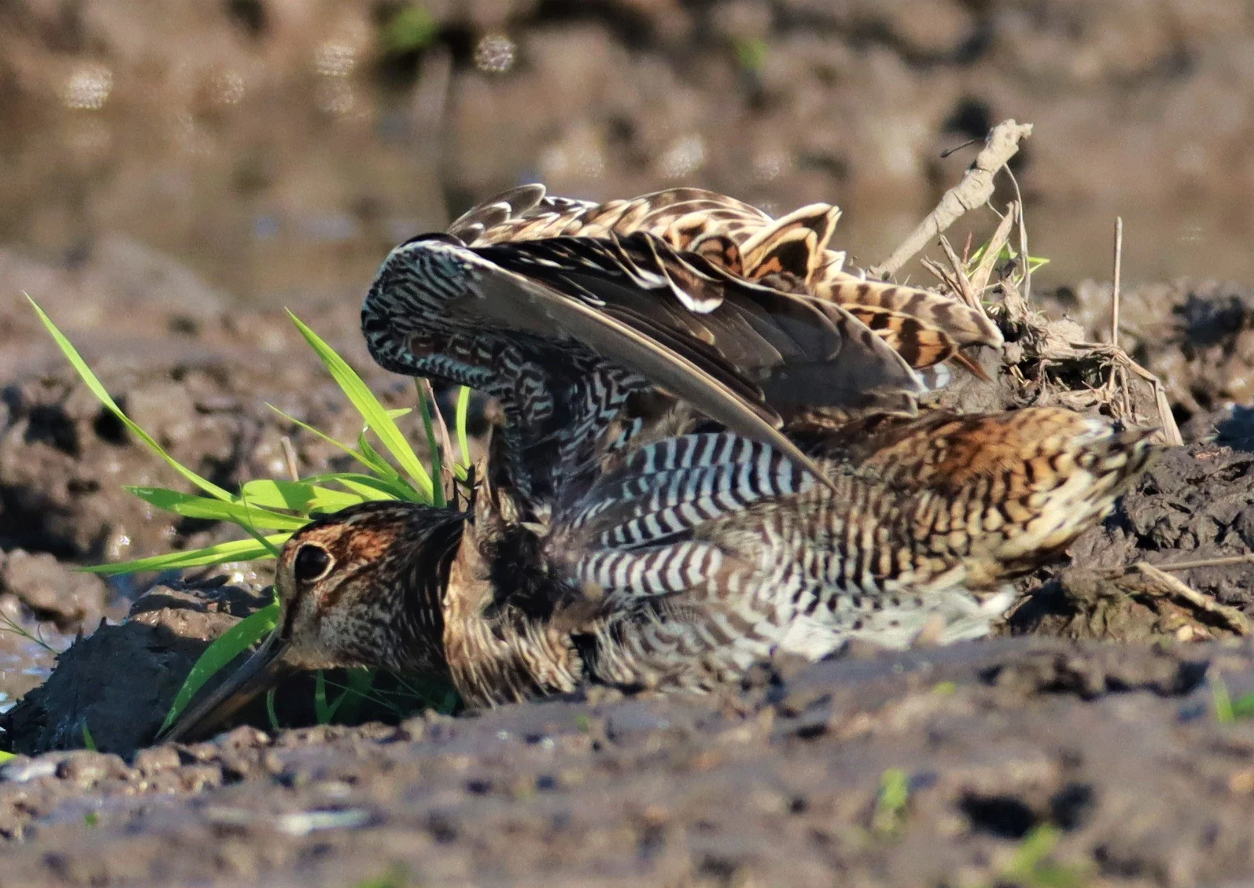 SNIPE - PINTAIL SNIPE - Gallinago stenura - PATHUM THANI RICE RESEARCH CENTER AUGUST 24 2021 (117).jpg