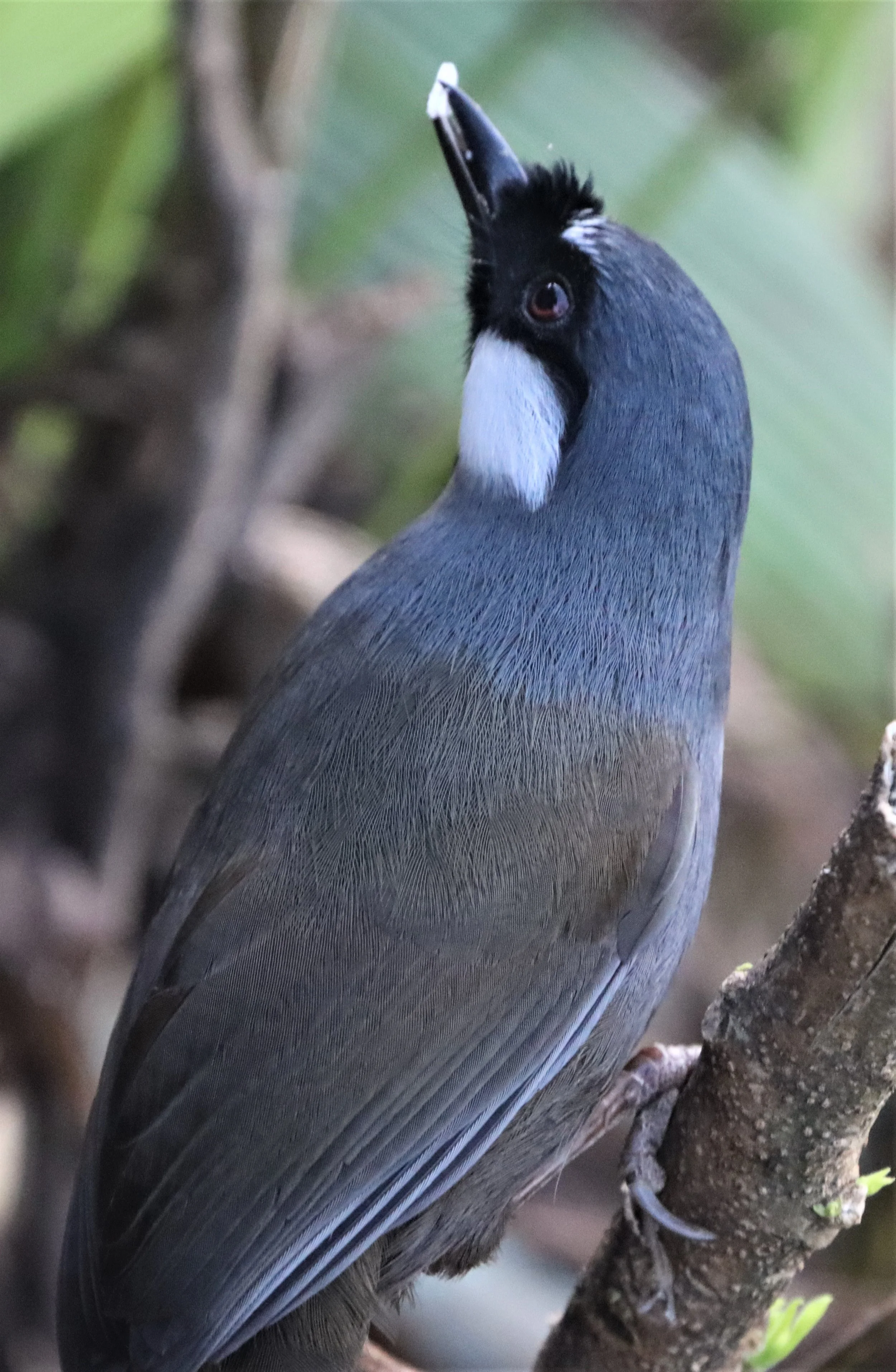 LAUGHINGTHRUSH - BLACK-THROATED LAUGHINGTHRUSH - Garrulax chinensis - KHAO DIEU DAI, KHAO YAI NP (21).jpg