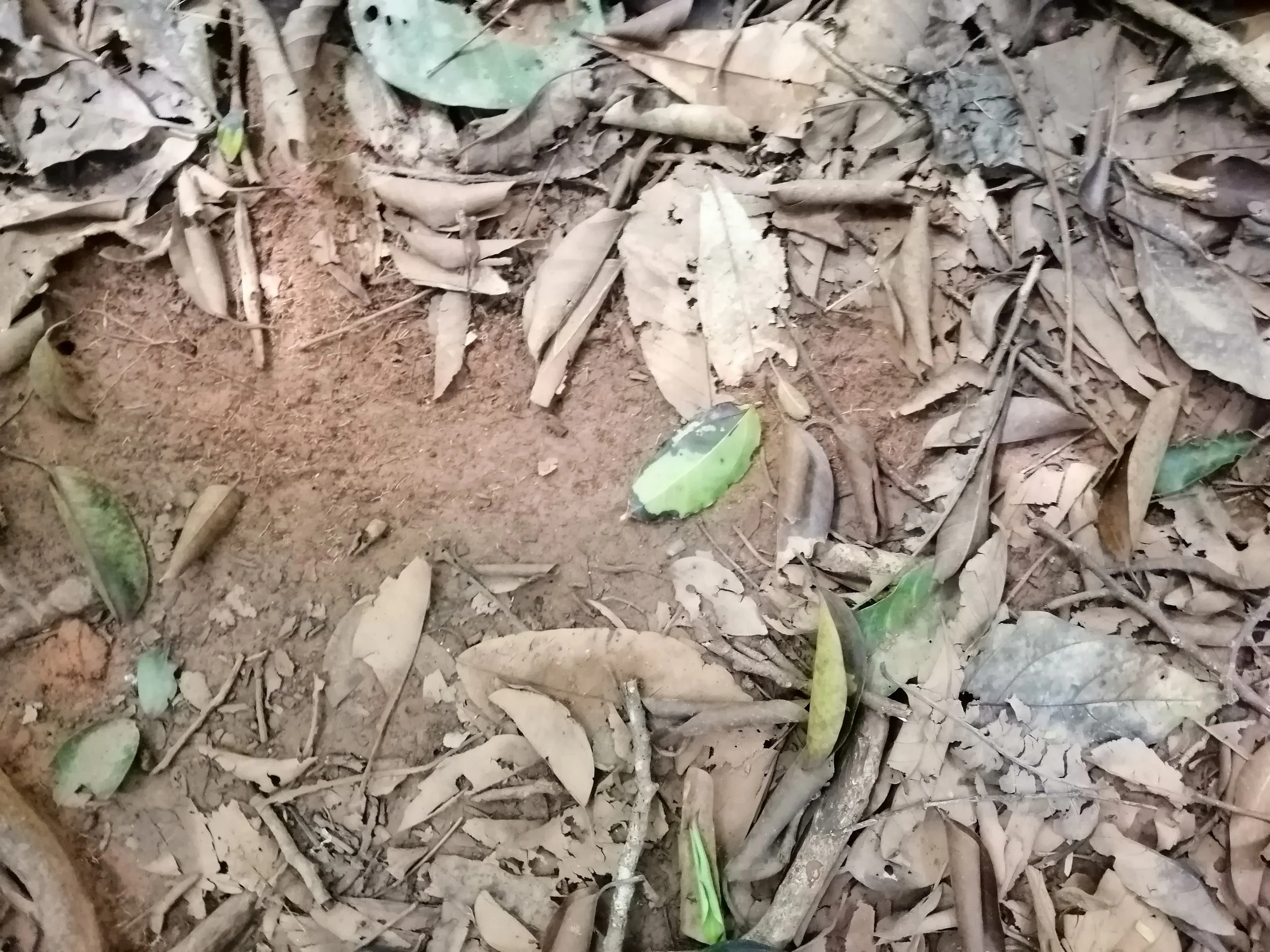 2019 Koh Kood Road Trip (48).jpg