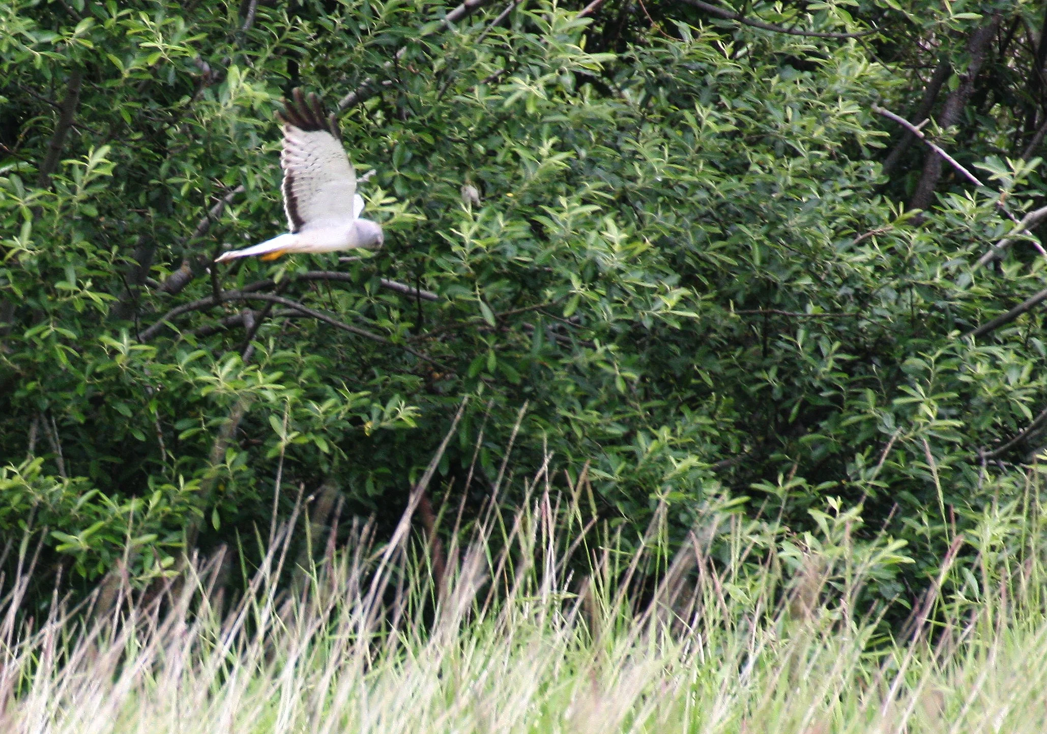 Circus hudsonius - NORTHERN HARRIER OR MARSH HAWK - JAMESTOWN WA  (12).JPG