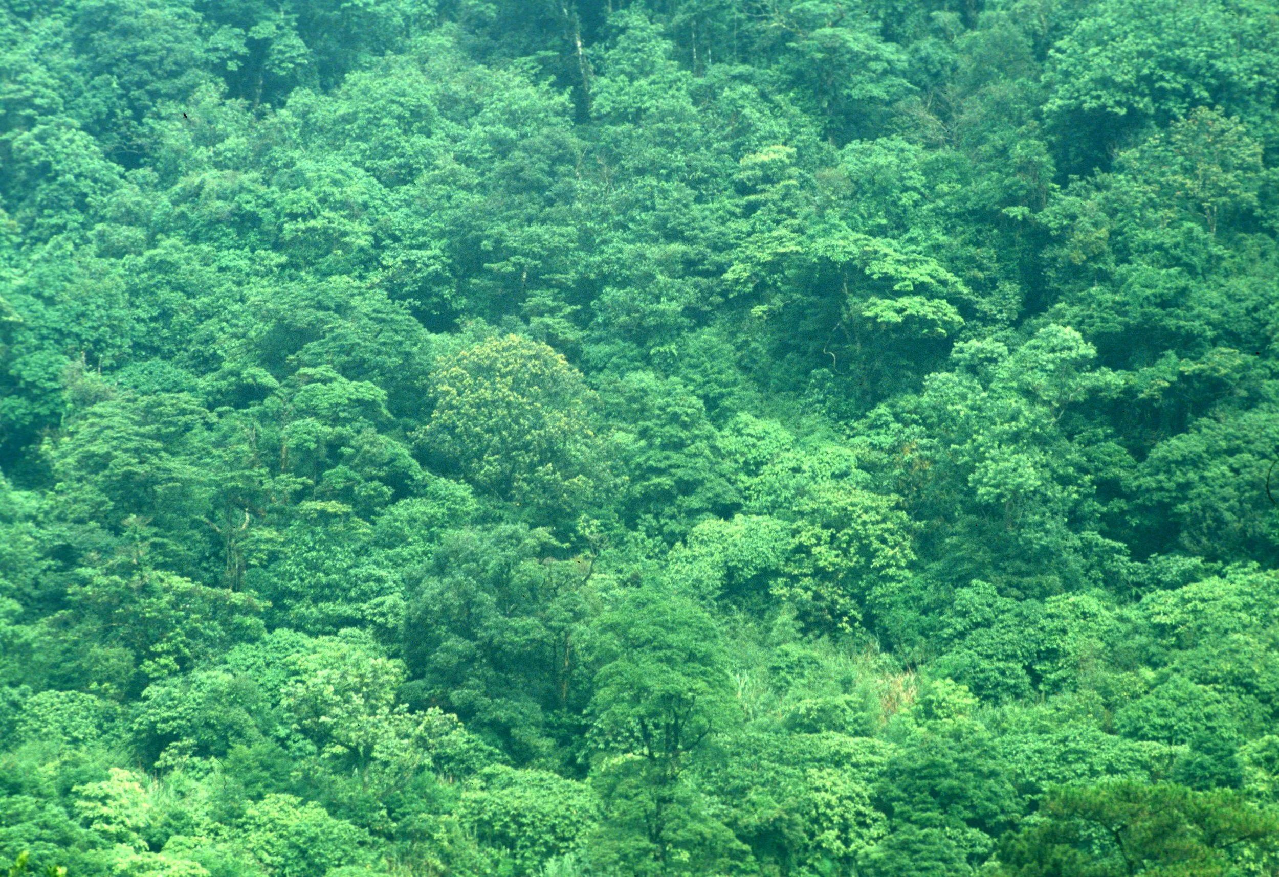 CUC PHUONG NATIONAL PARK - 1994 (21).jpg