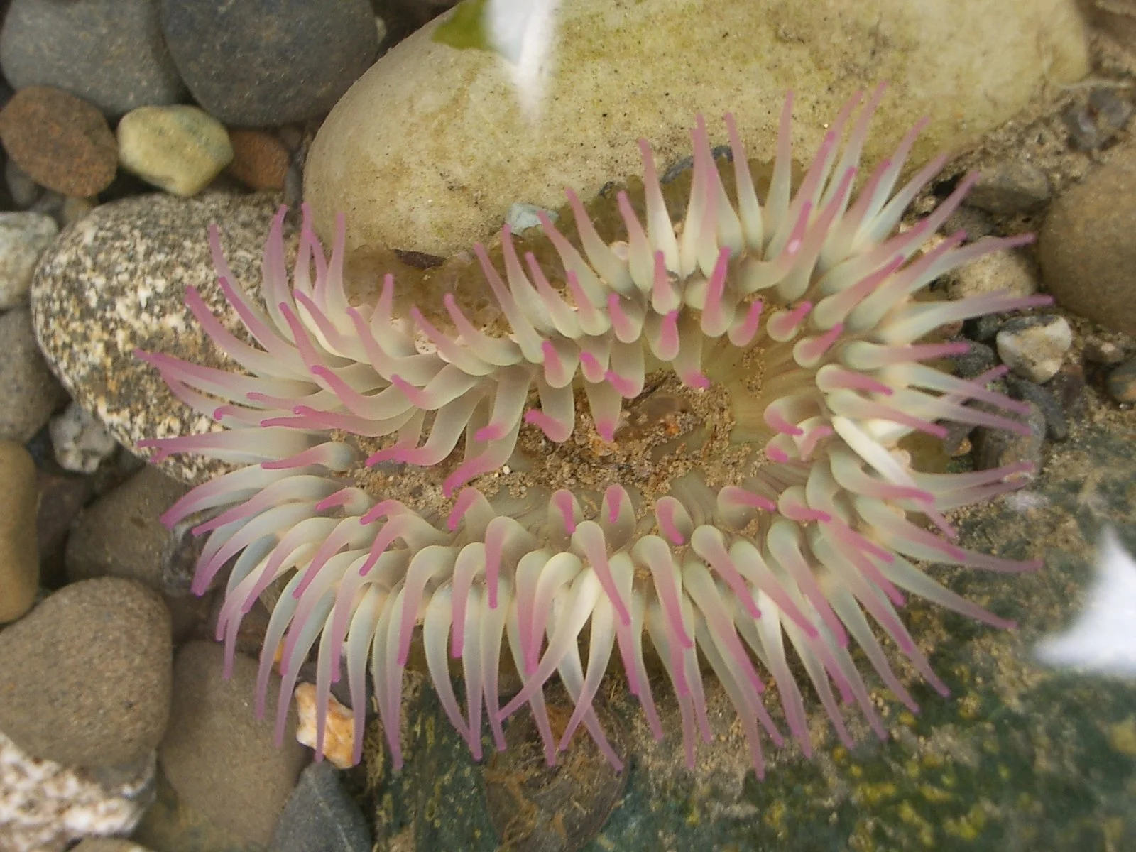 2003-7-31 FAMILY REUNION IN WASHINGTON AND CANADA (198).JPG