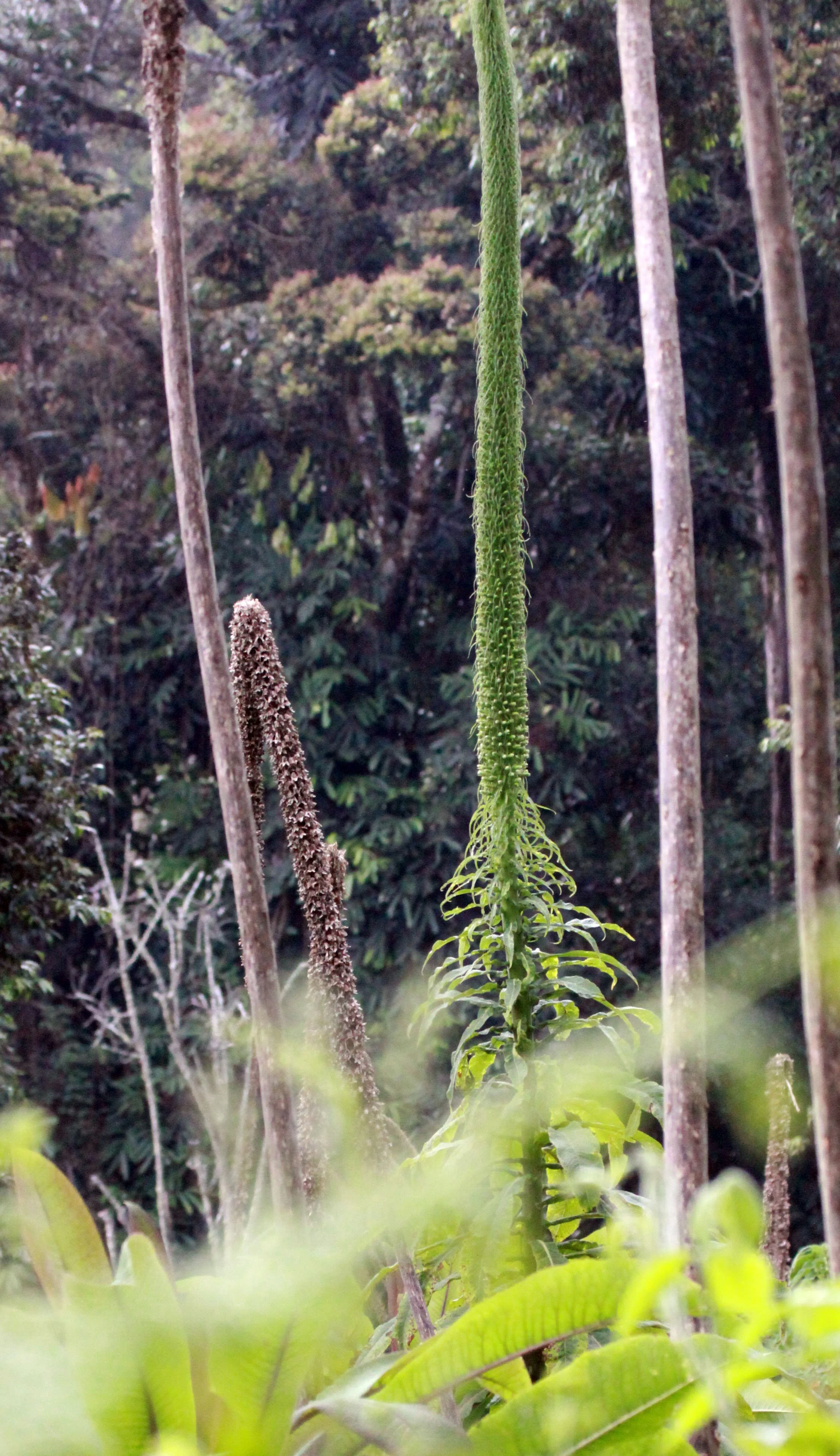 NYUNGWE NATIONAL PARK RWANDA (534).JPG