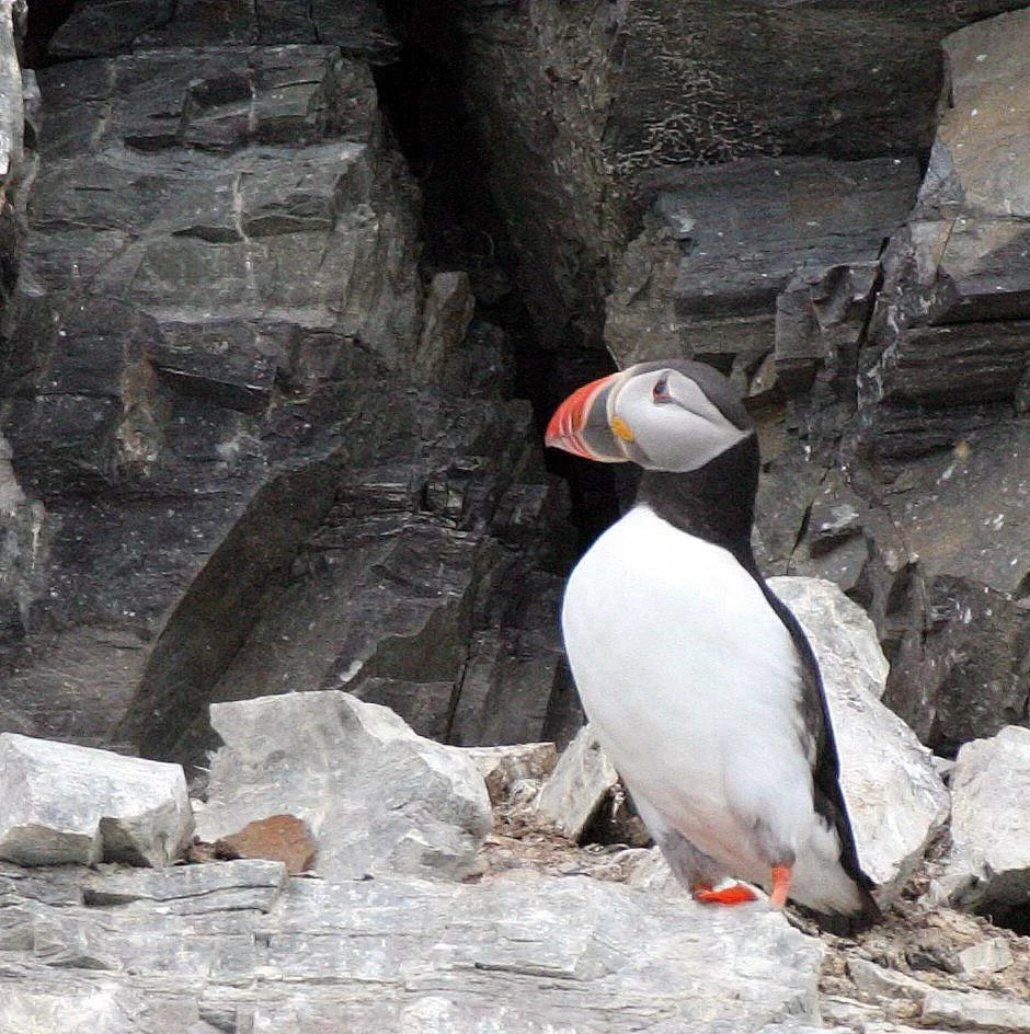 Fratercula arctica - ATLANTIC PUFFIN - SVALBARD aa (12).jpg