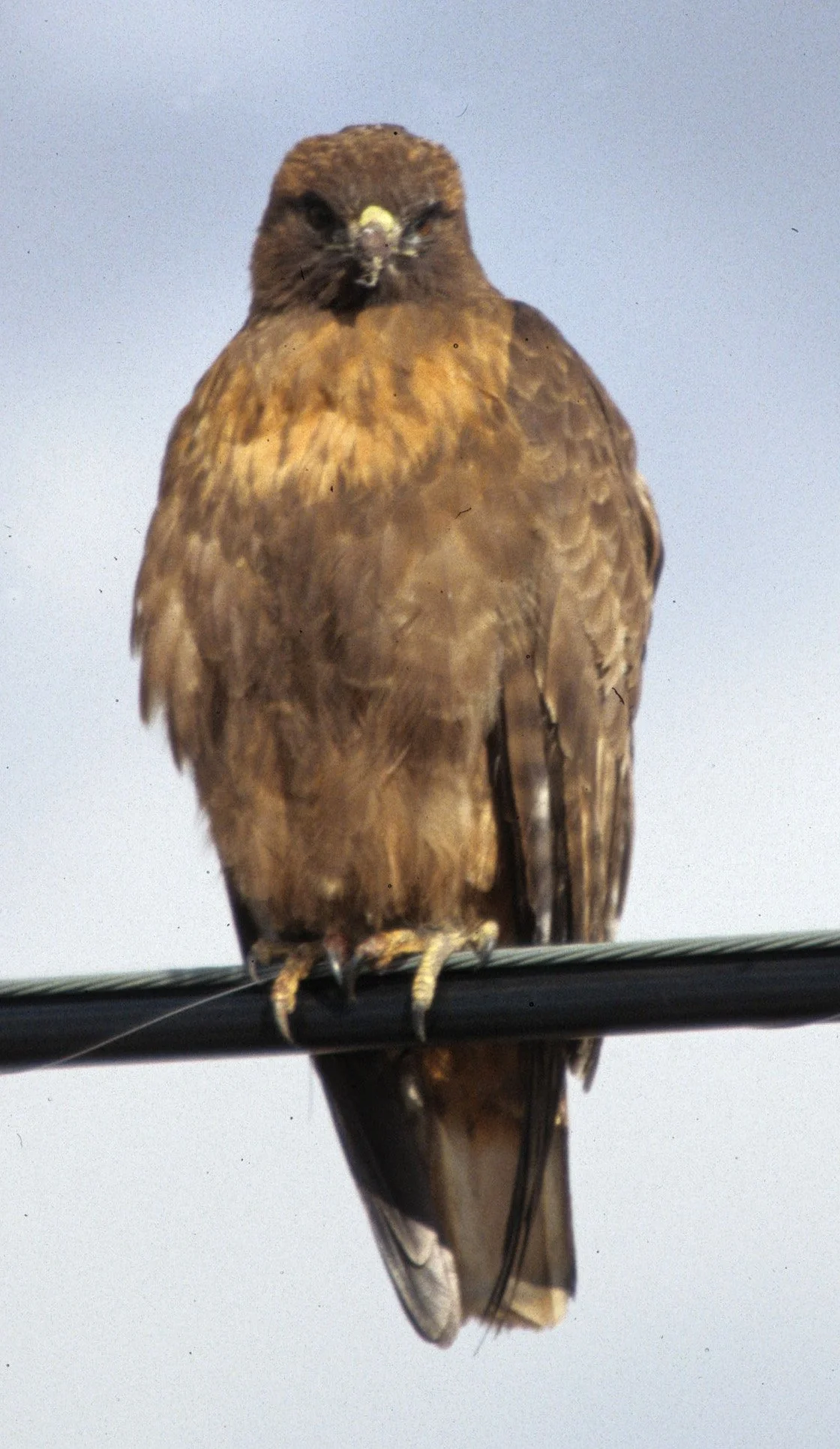 Buteo jamaicensis - RED-TAILED HAWK - KLAMMATH BASIN CALIFORNIA (4).jpg