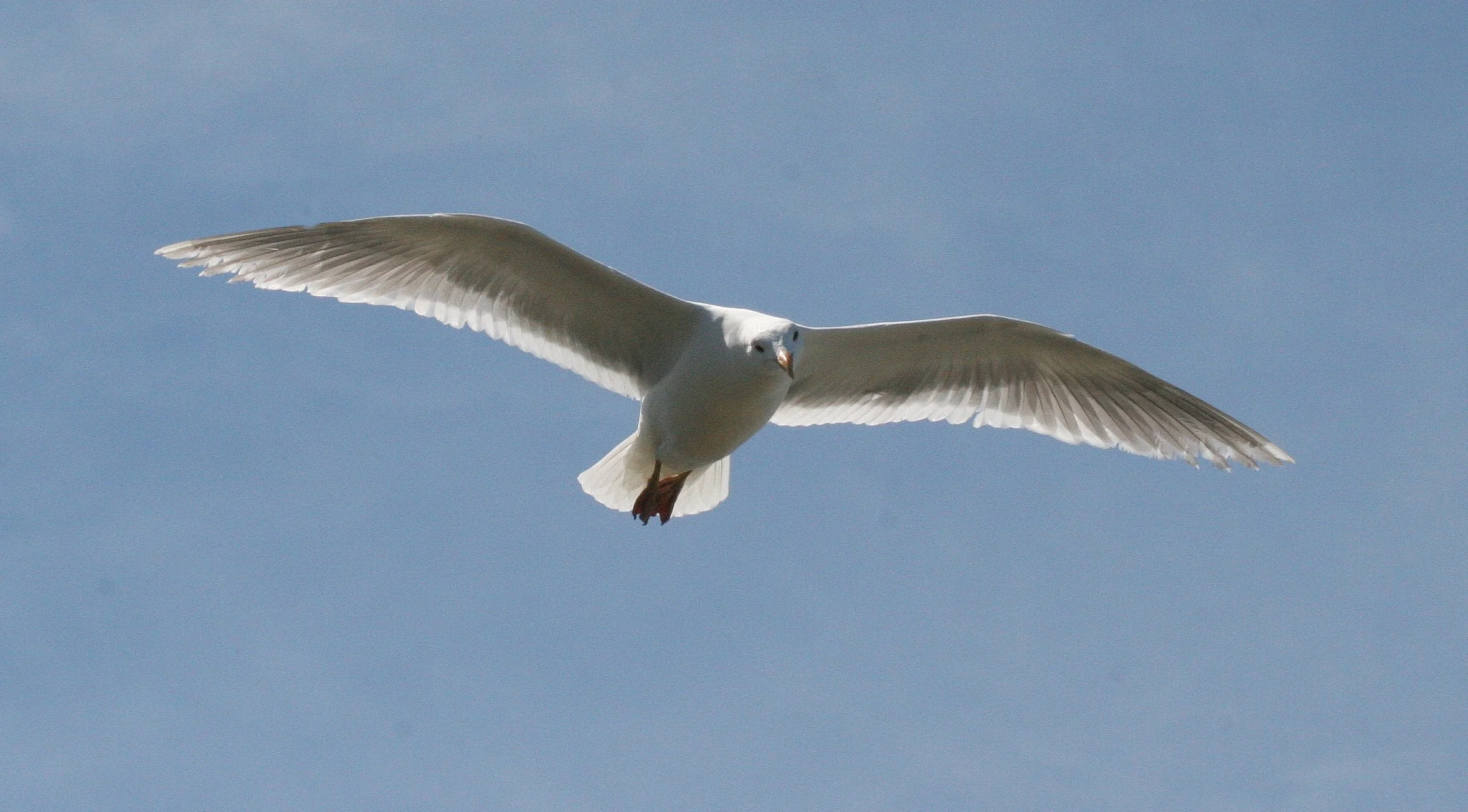 BIRD - GULL - GLAUCOUS WINGED GULL - DUNGENESS SPIT WILDLIFE RESERVE WA (16).JPG