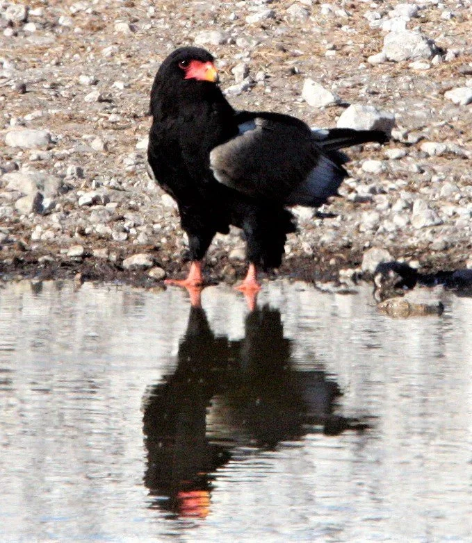 Terathopius ecaudatus - BATELEUR - ETOSHA NATIONAL PARK NAMIBIA aa.jpg