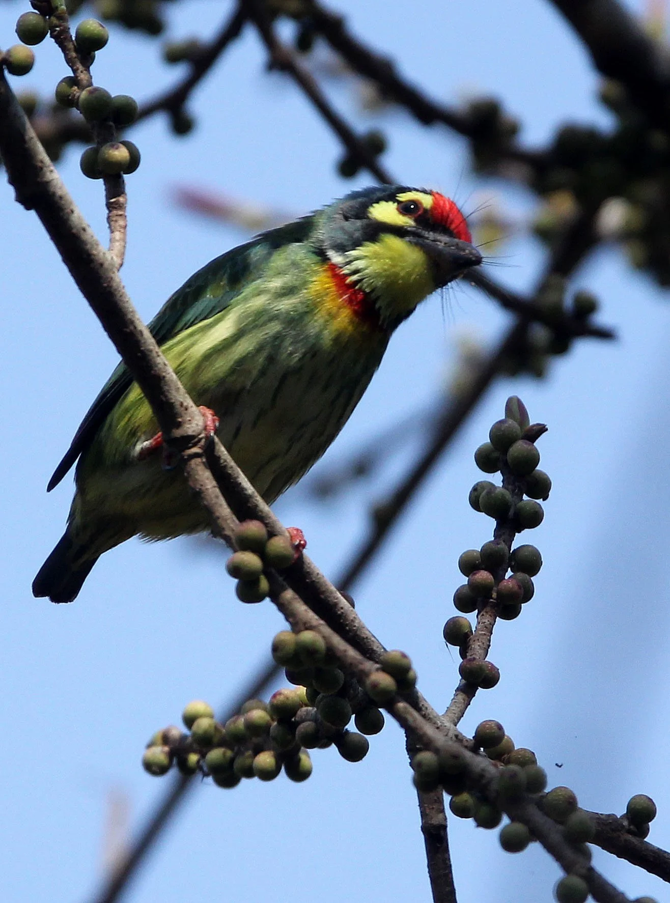 BARBET - COPPERSMITH BARBET - Megalaima haemacephala - HUAI KHA KHAENG NATURE RESERVE - HEADQUARTERS - THAILAND (13).JPG