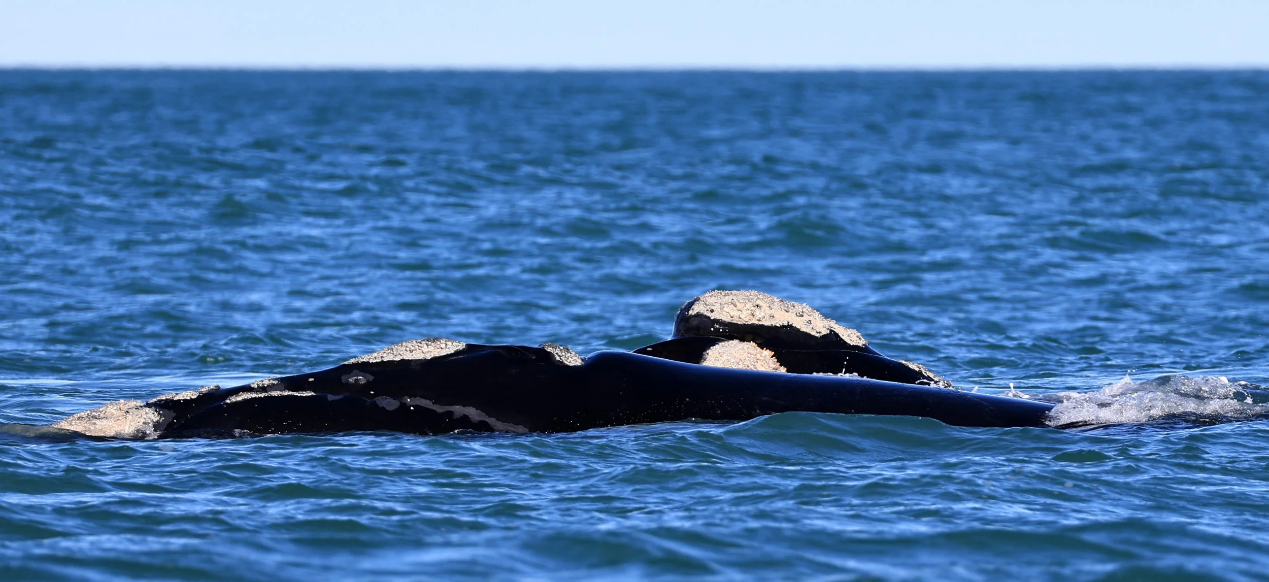 Southern Right Whale (Eubalaena australis) Puerto Rawson Argentina (25).jpg