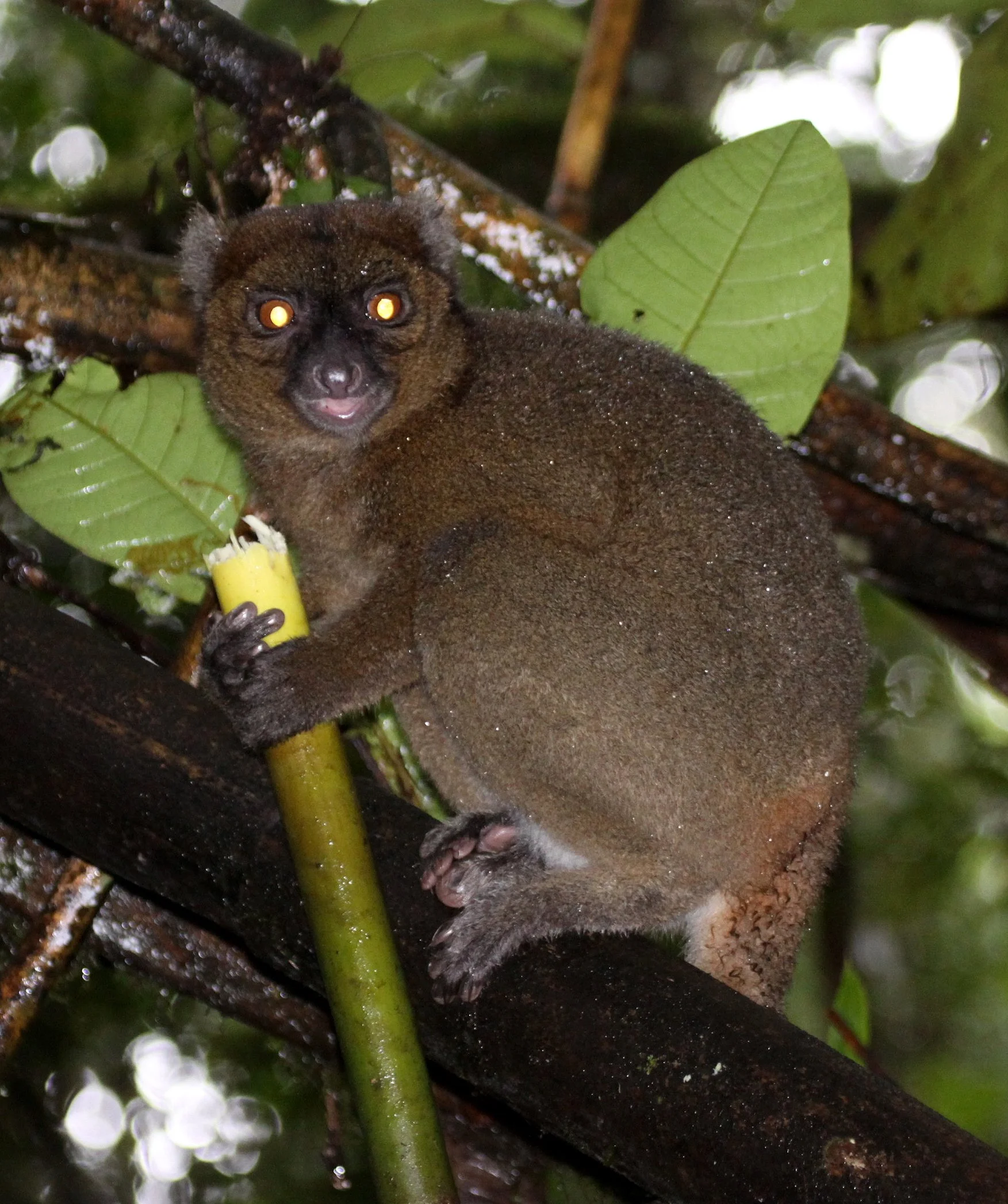 LEMURIDAE - Prolemur simus - GREATER BAMBOO LEMUR - RANOMAFANA NATIONAL PARK MADGASCAR (9).JPG