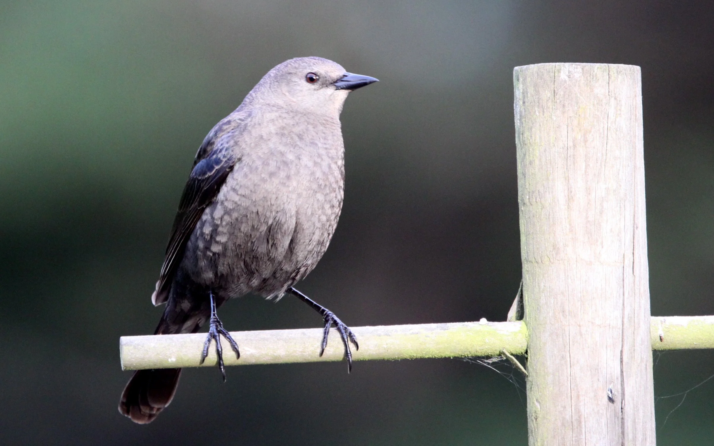 Brewer's Blackbird (Euphagus cyanocephalus) Sunset Beach State Park California (1).JPG
