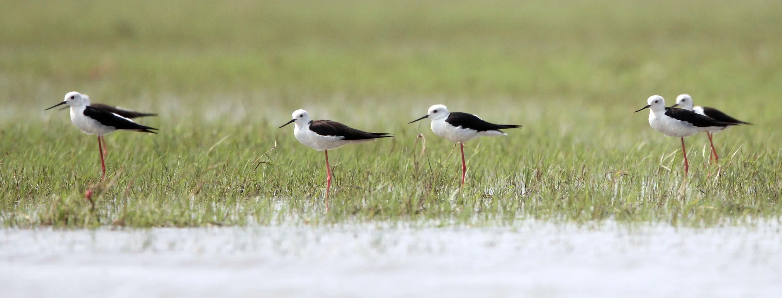 STILT - BLACK-WINGED - STILT - Himantopus himantopus - THALE NOI WATERBIRD PARK - PHATTHALUNG 28 (27).JPG