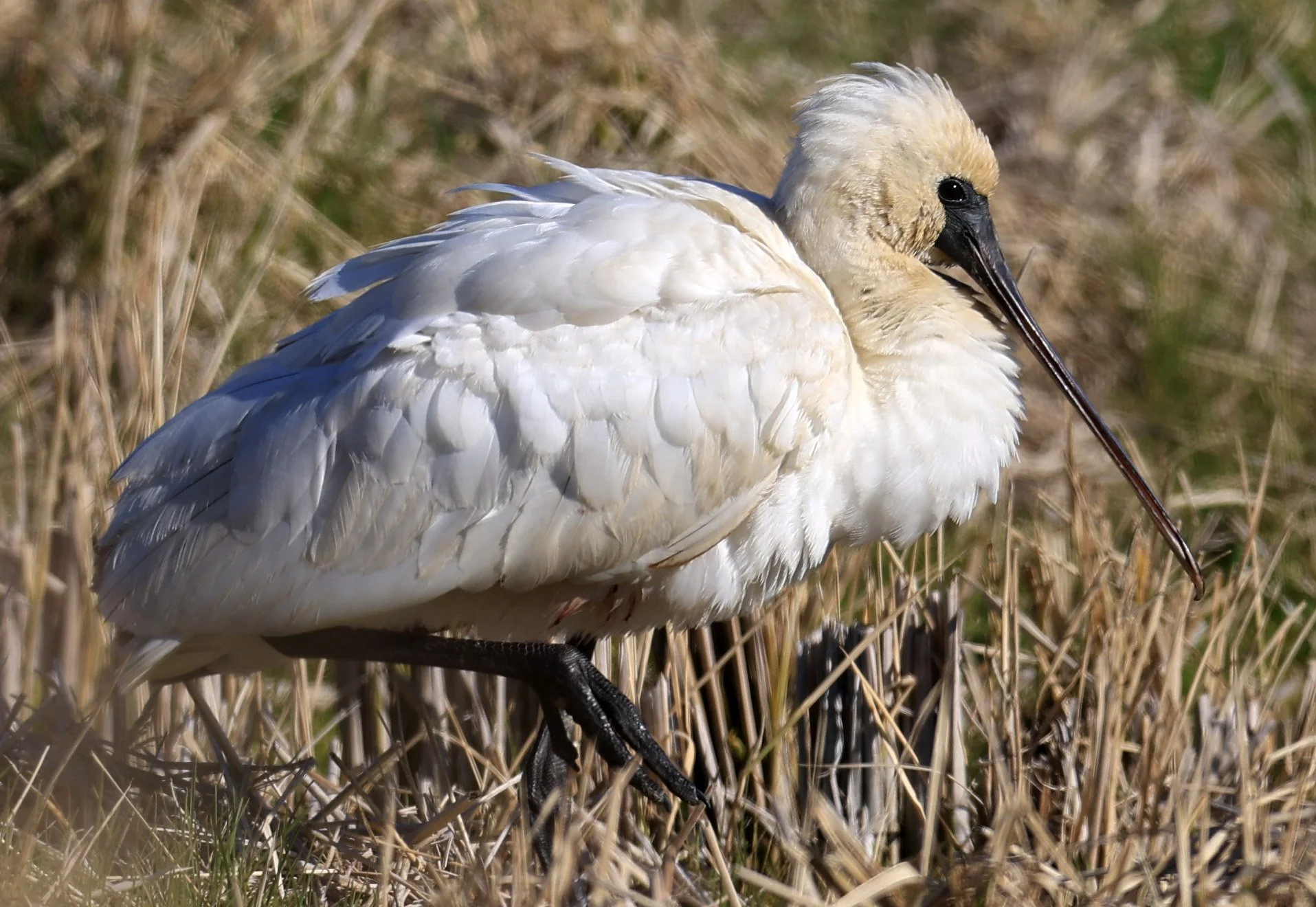 Black-faced Spoonbill (Platalea minor) Izumi Crane Center and Fields Izumi Kagoshima Japan (6).jpg