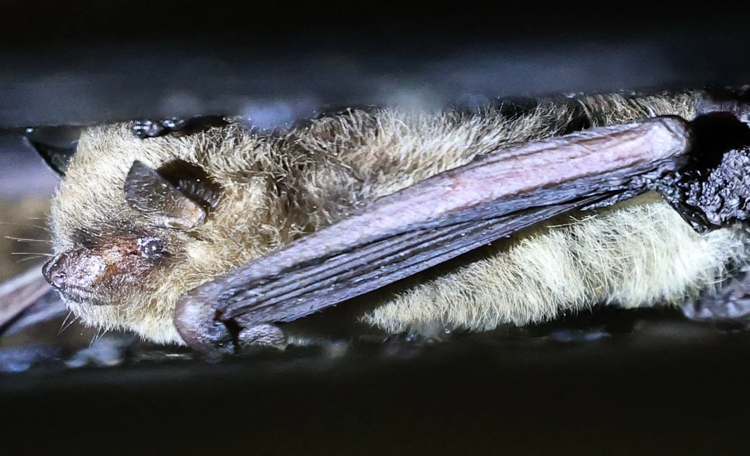 Diminutive Serotine (Eptesicus diminutus) Road from Asuncion to Iparoma Paraguay (4).jpg