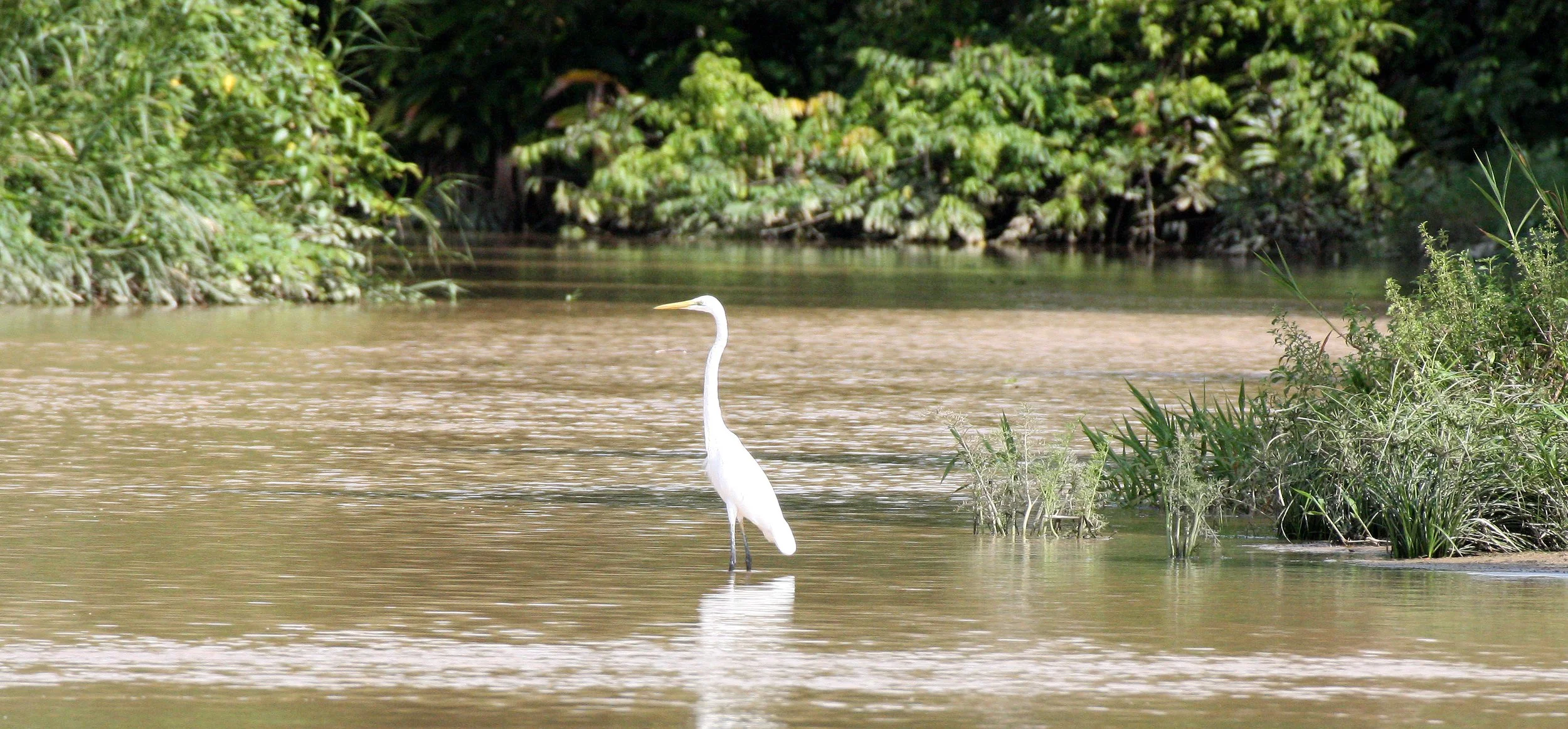 EGRET - INTERMEDIATE EGRET - EGRET - Mesophoyx intermedia - KINABATANGAN RIVER BORNEO.JPG
