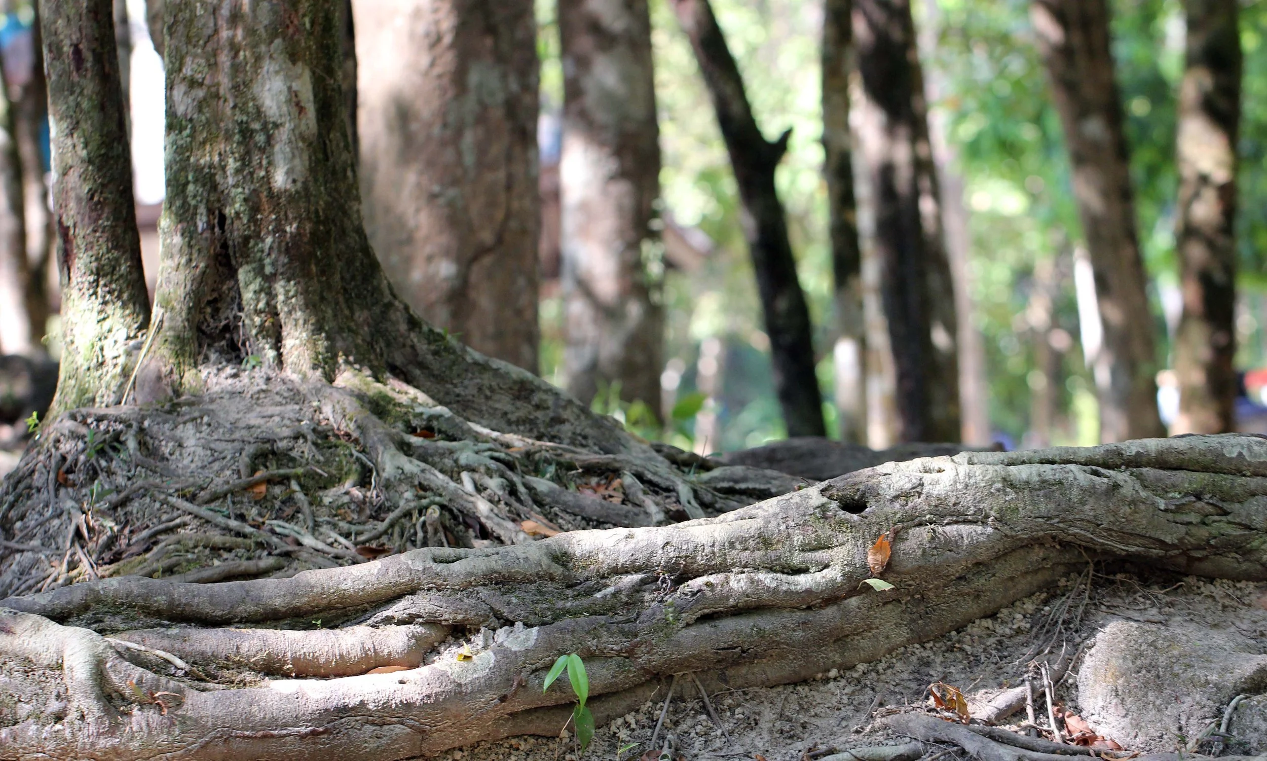 2014 ISB Trip to Tonte Falls in Trang (93).JPG