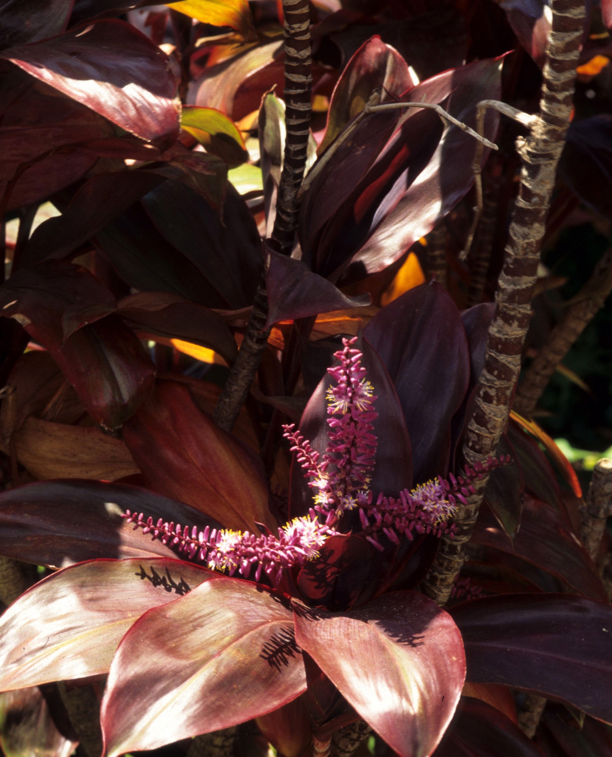 HAWAII - HAWAII - RED TI PLANT IN BLOOM.jpg