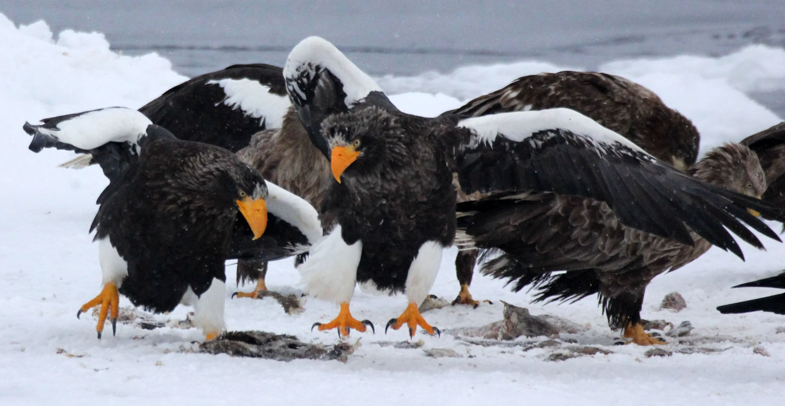 Haliaeetus pelagicus - STELLER'S SEA EAGLE - RAUSU, SHIRETOKO PENINSULA, HOKKAIDO JAPAN (42).JPG