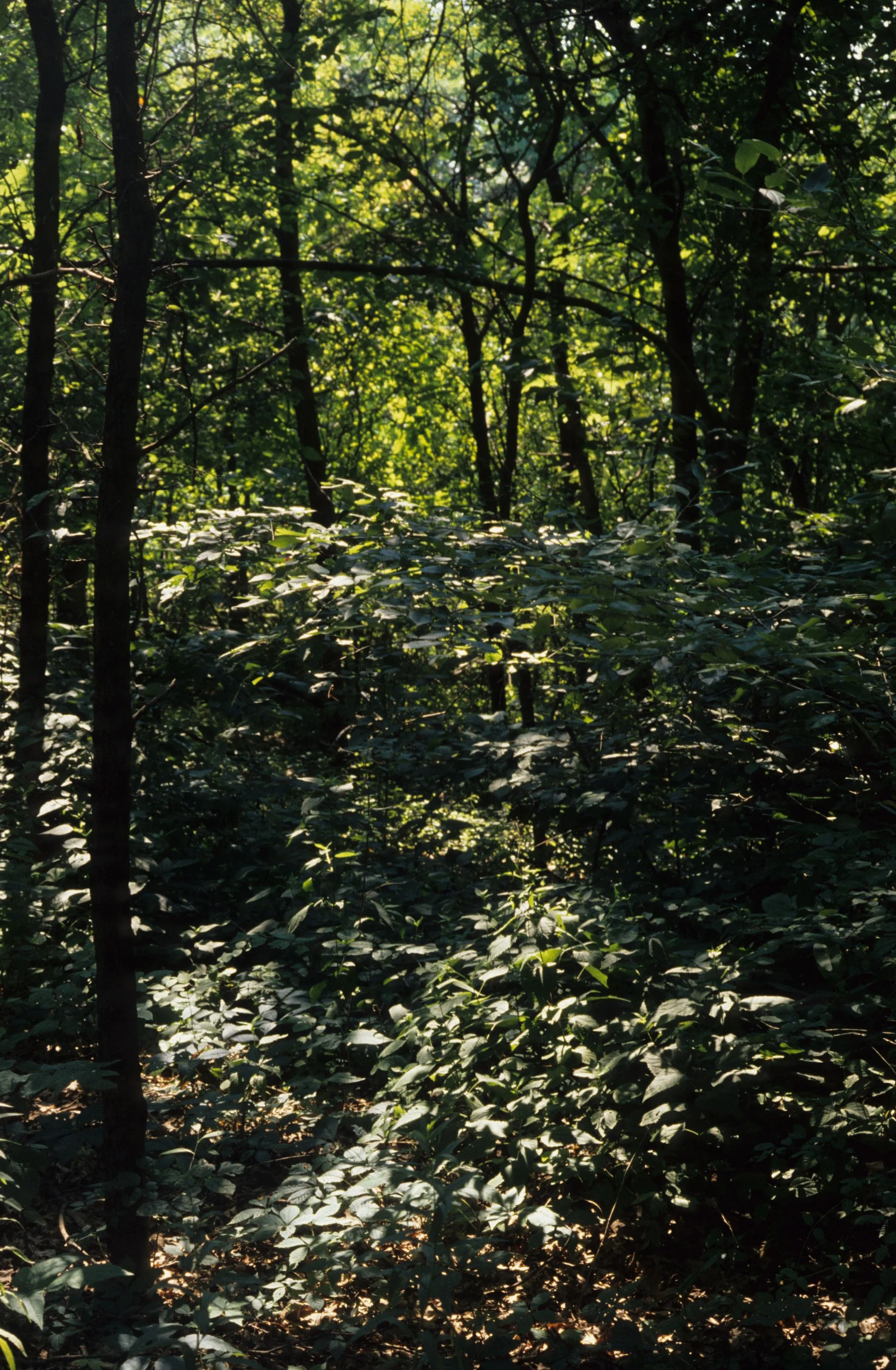 ILLINOIS - HARDWOOD FOREST INTERIOR.jpg