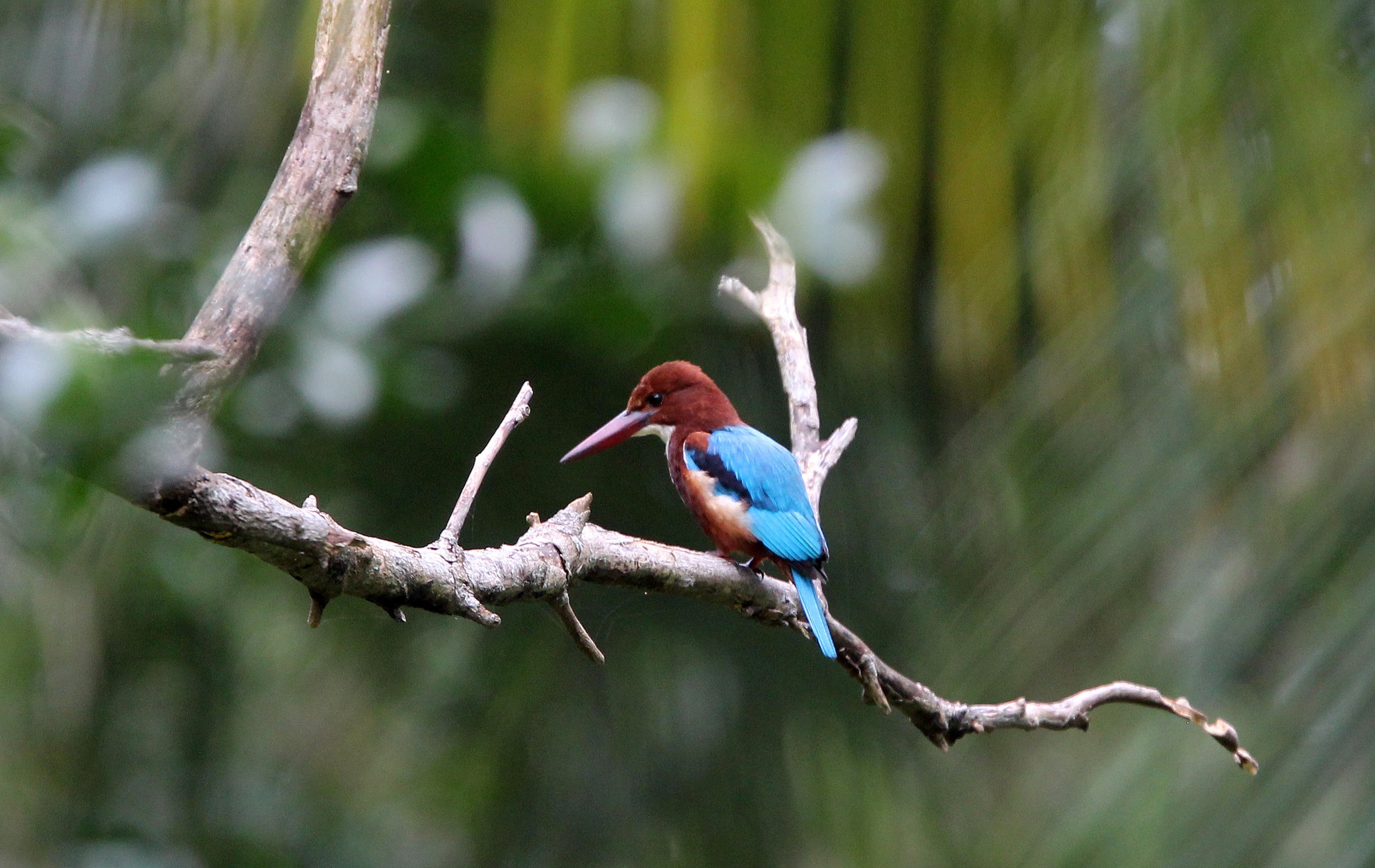 Halcyon smyrnensis - WHITE- THROATED KINGFISHER - SIGIRIYA FOREST SRI LANKA (8).JPG