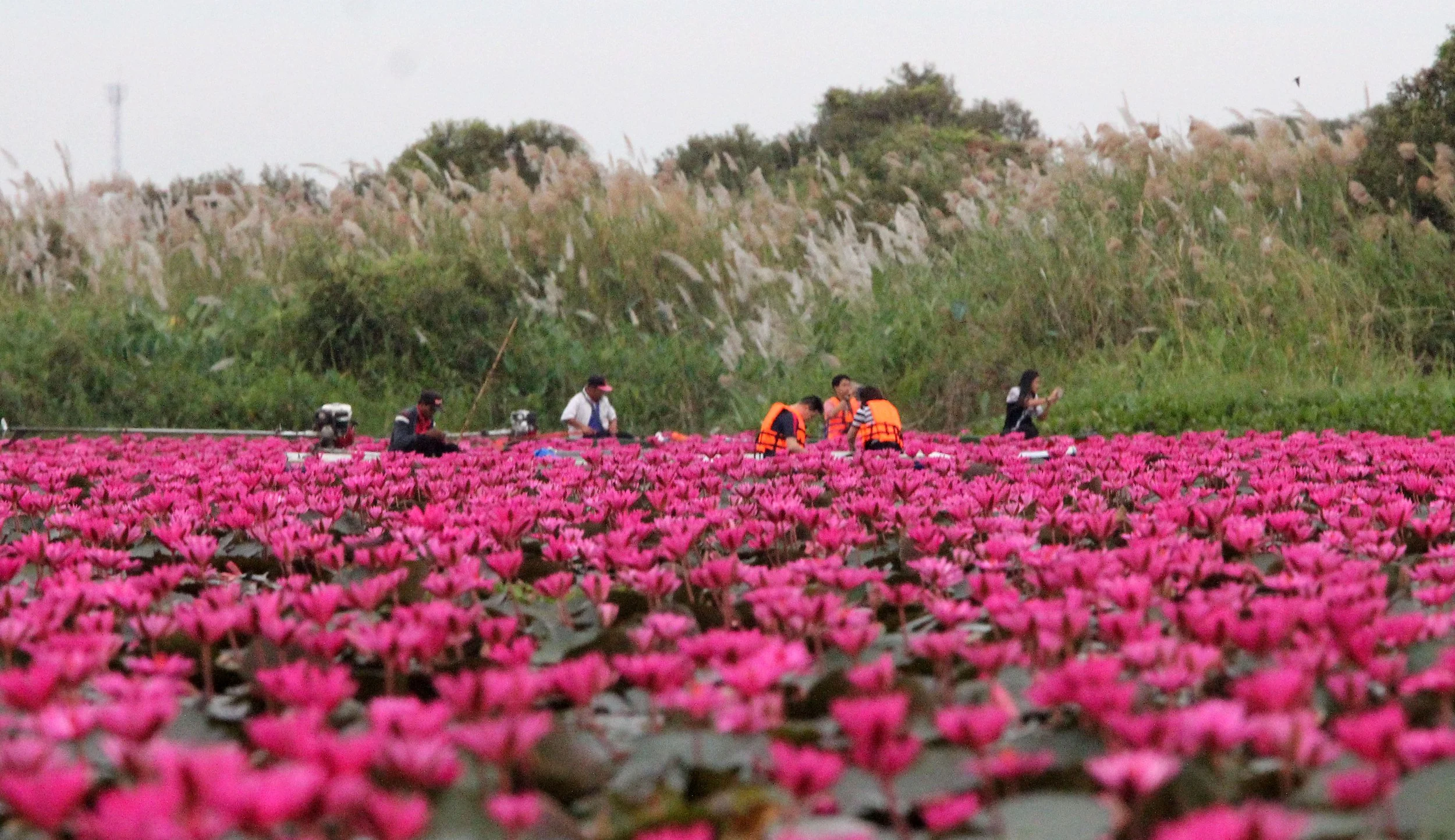 2018 Red Lotus Sea Wetlands Udon Thani Road Trip (82).JPG