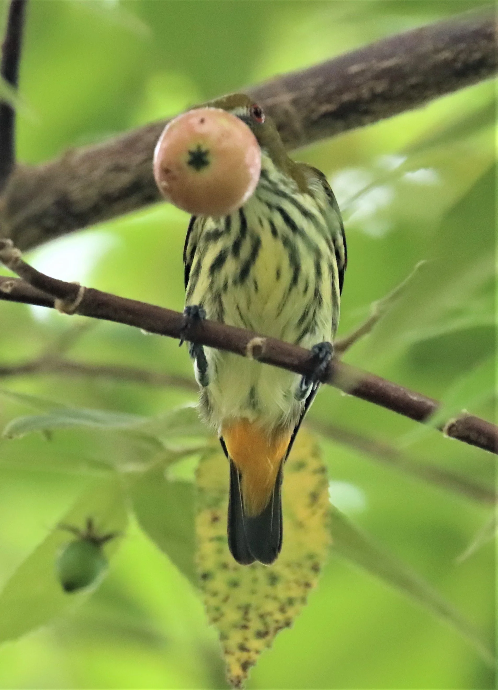 FLOWERPECKER - YELLOW-VENTED FLOWERPECKER - Dicaeum chrysorrheum - BAAN MAKA - IMAGE BY GIFT  (17).jpg