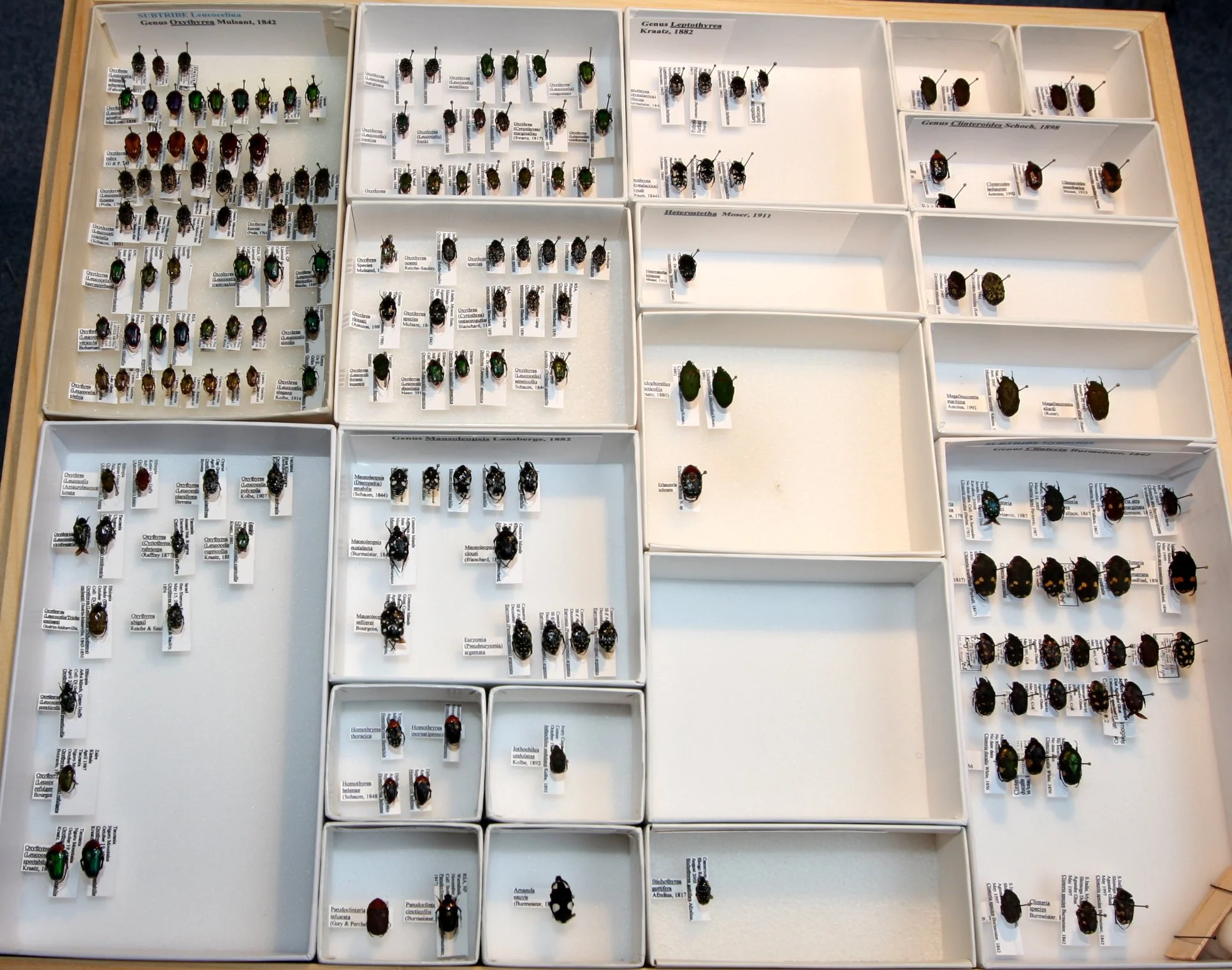 Cetoniinae 30 – Leucoscelina, Gymnetina.JPG